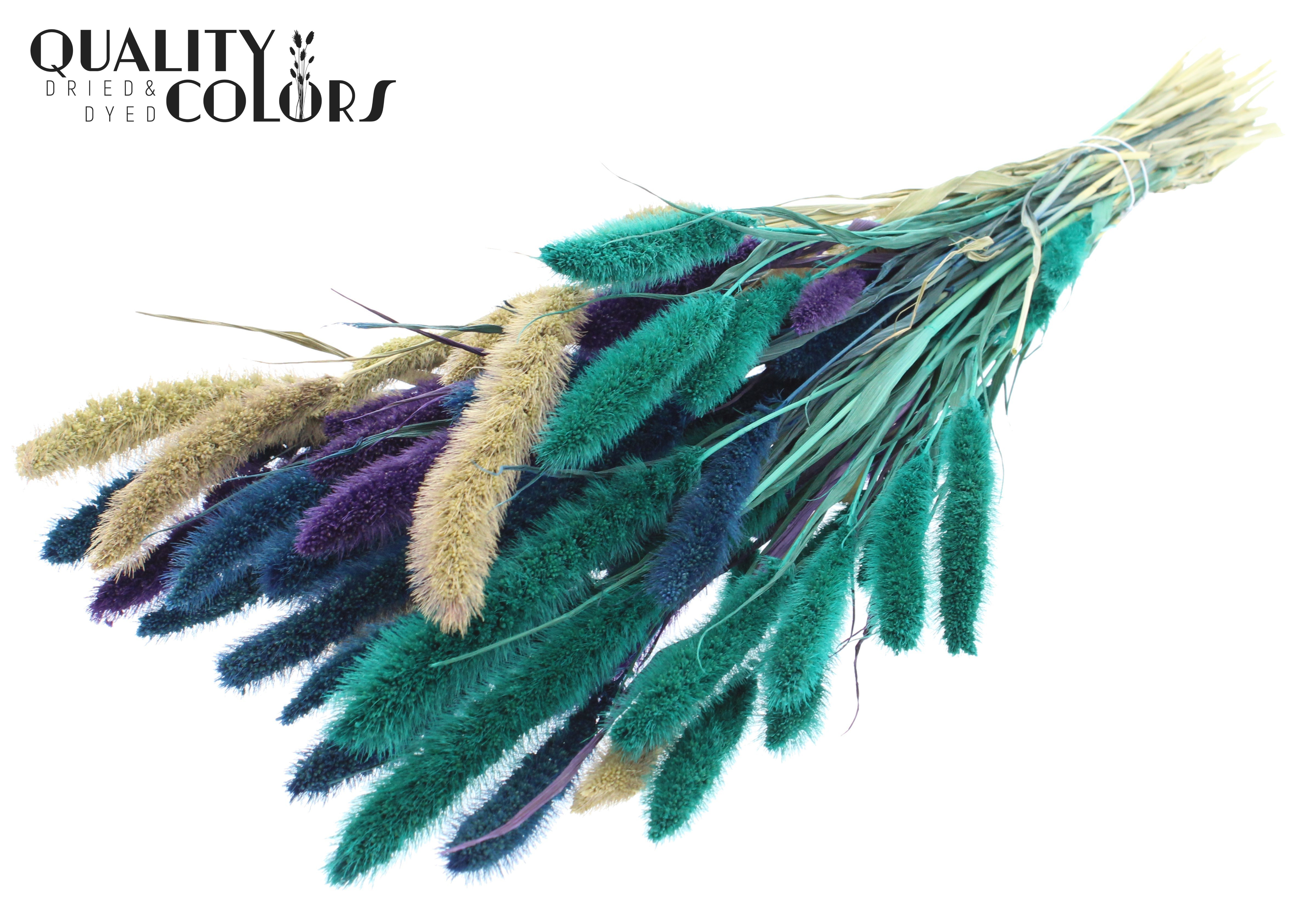 Setaria Scandinavian Mix Per Bunch 70cm