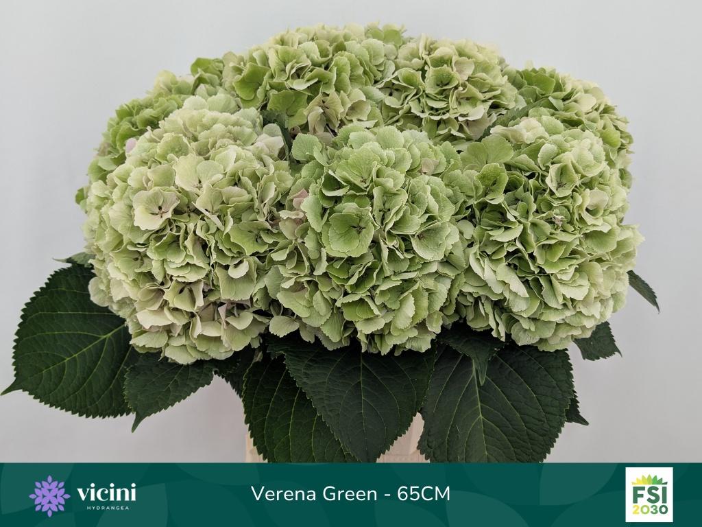 Hydr M Ch Verena Cl 65 cm
