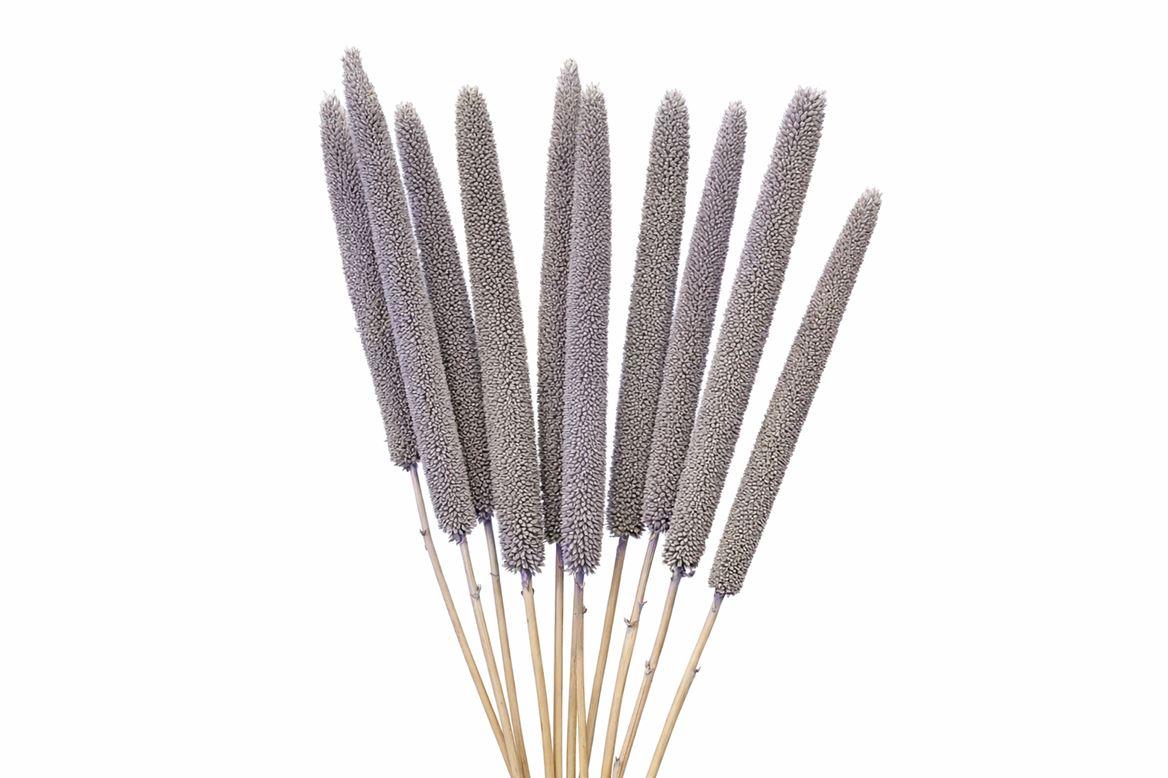 Dried Babala X5 10pc Frosted Milka Bunch