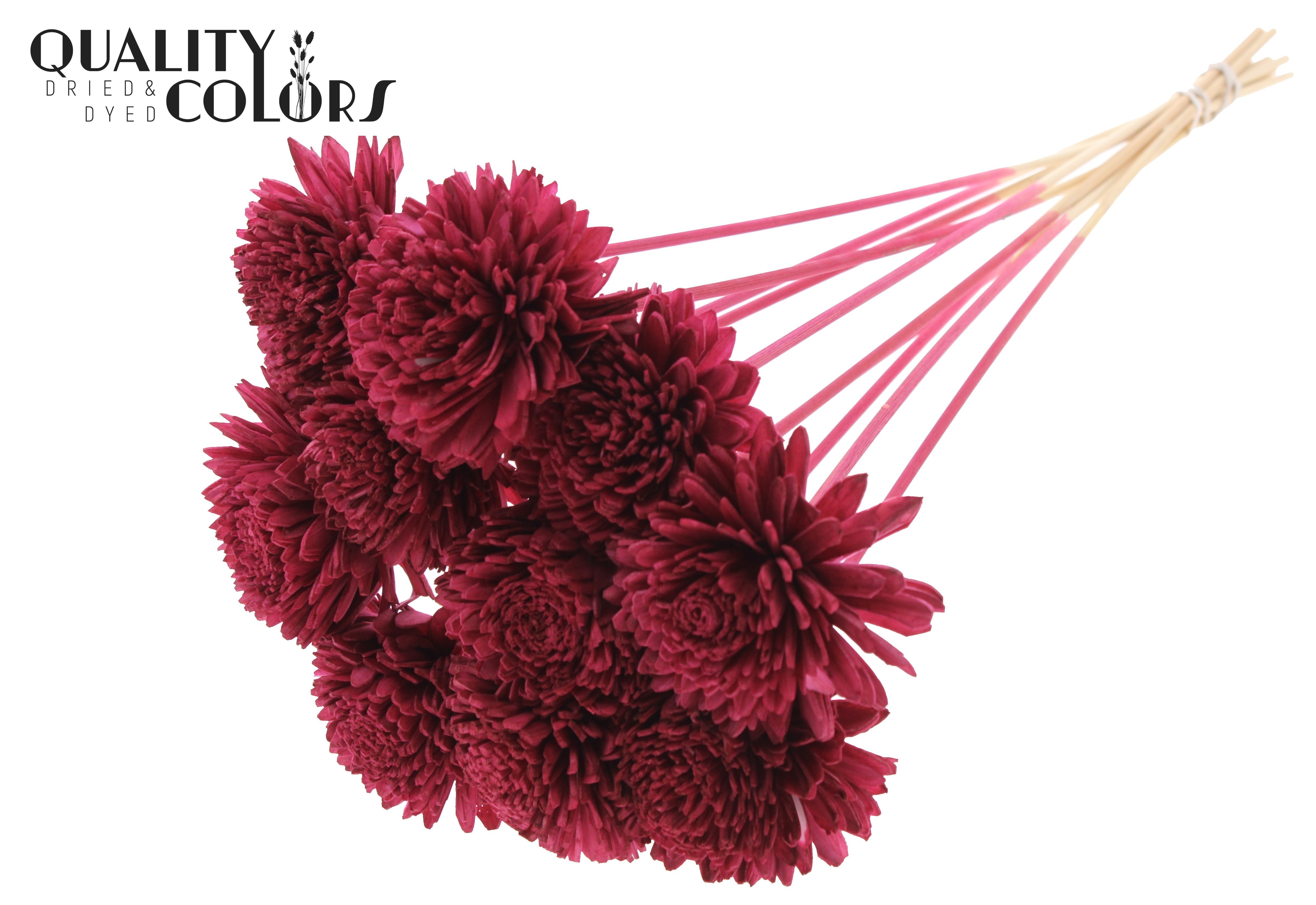 Shola Zinia Burgundy 50cm