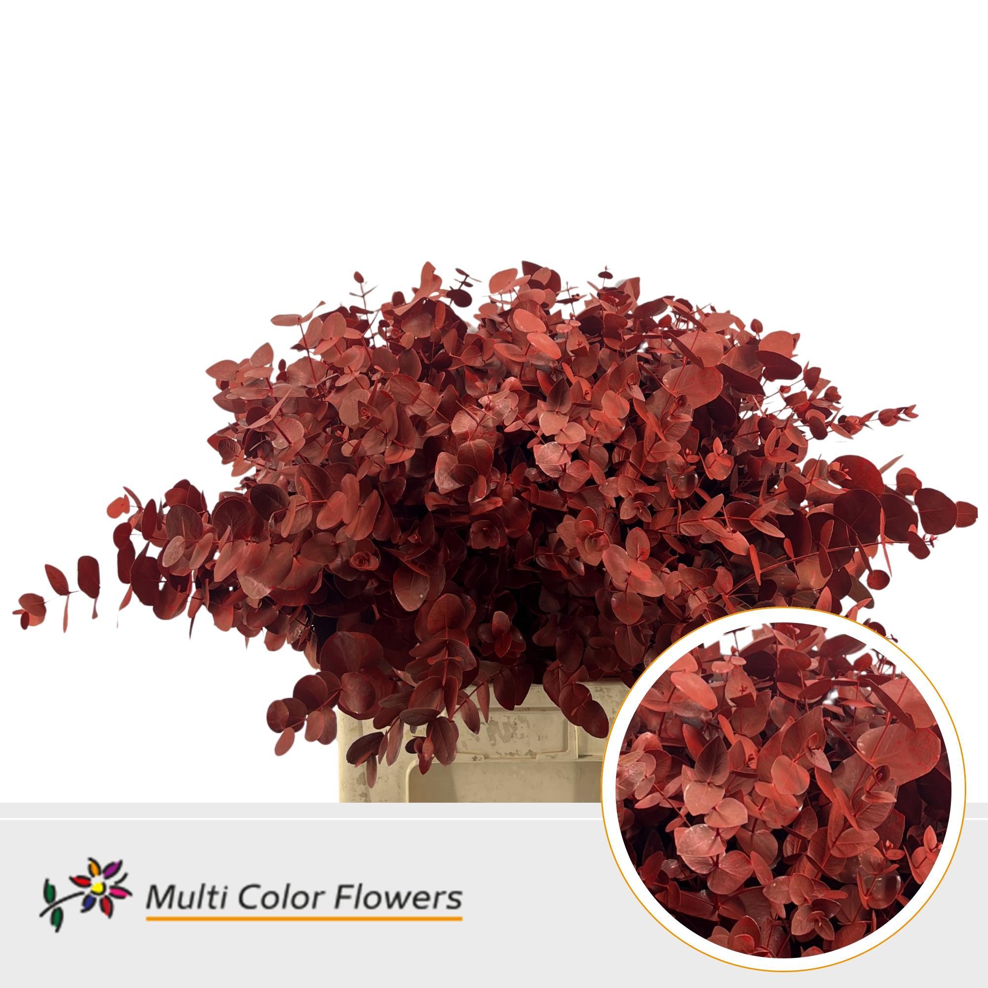 Eucalyptus Cinerea Rood