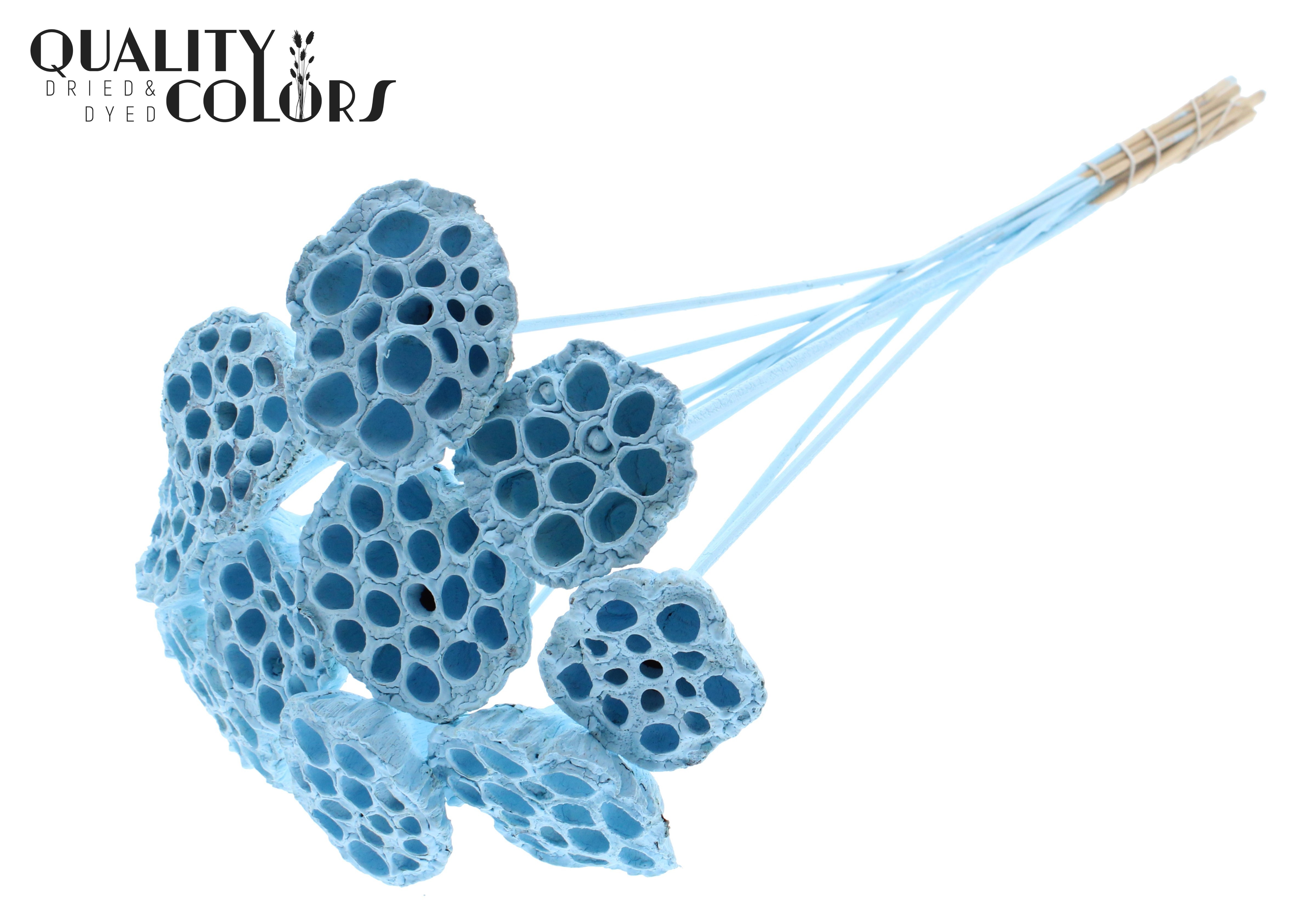 Lotus Light Blue 50cm