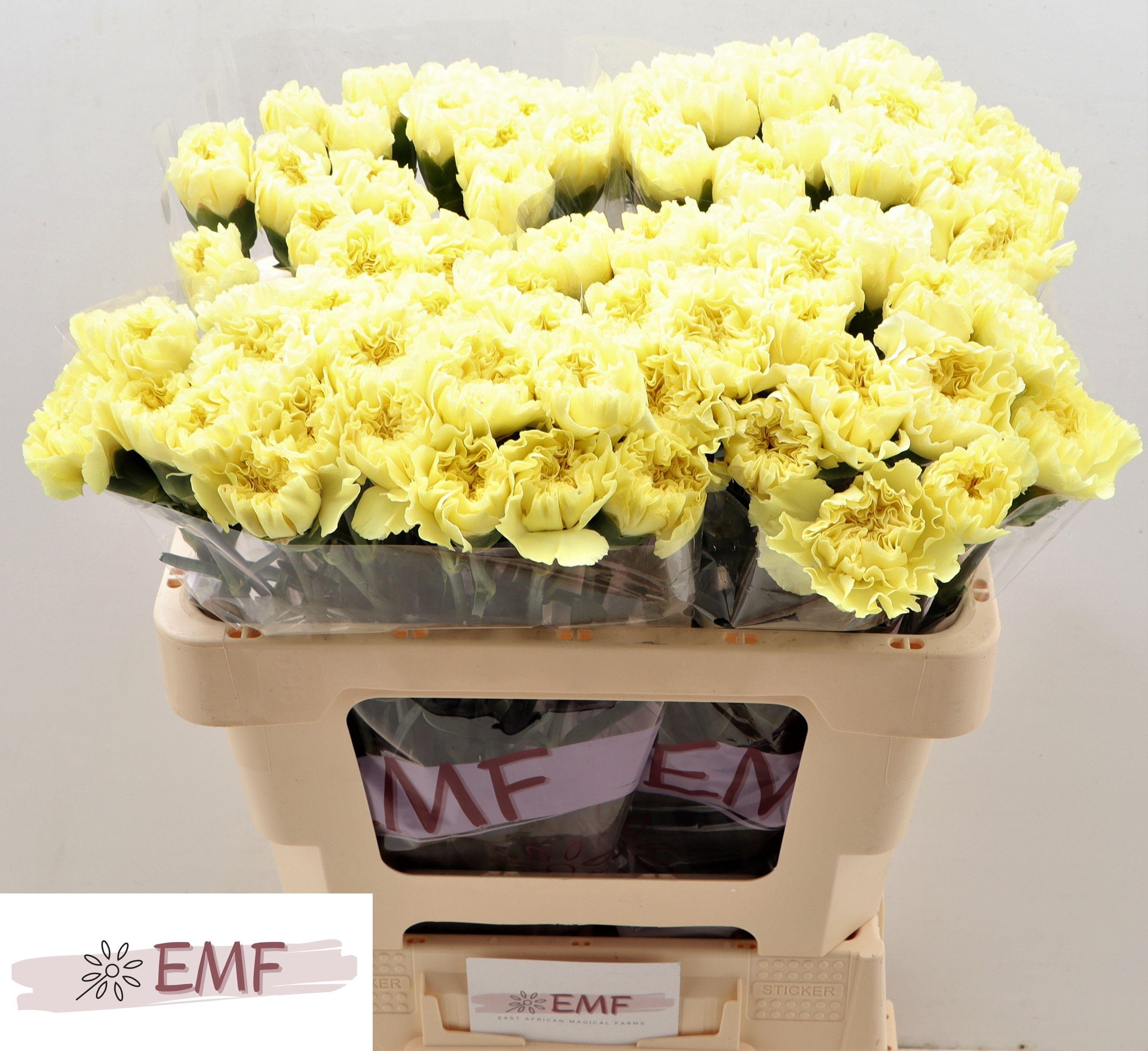 Dianthus Single Kiro 55cm
