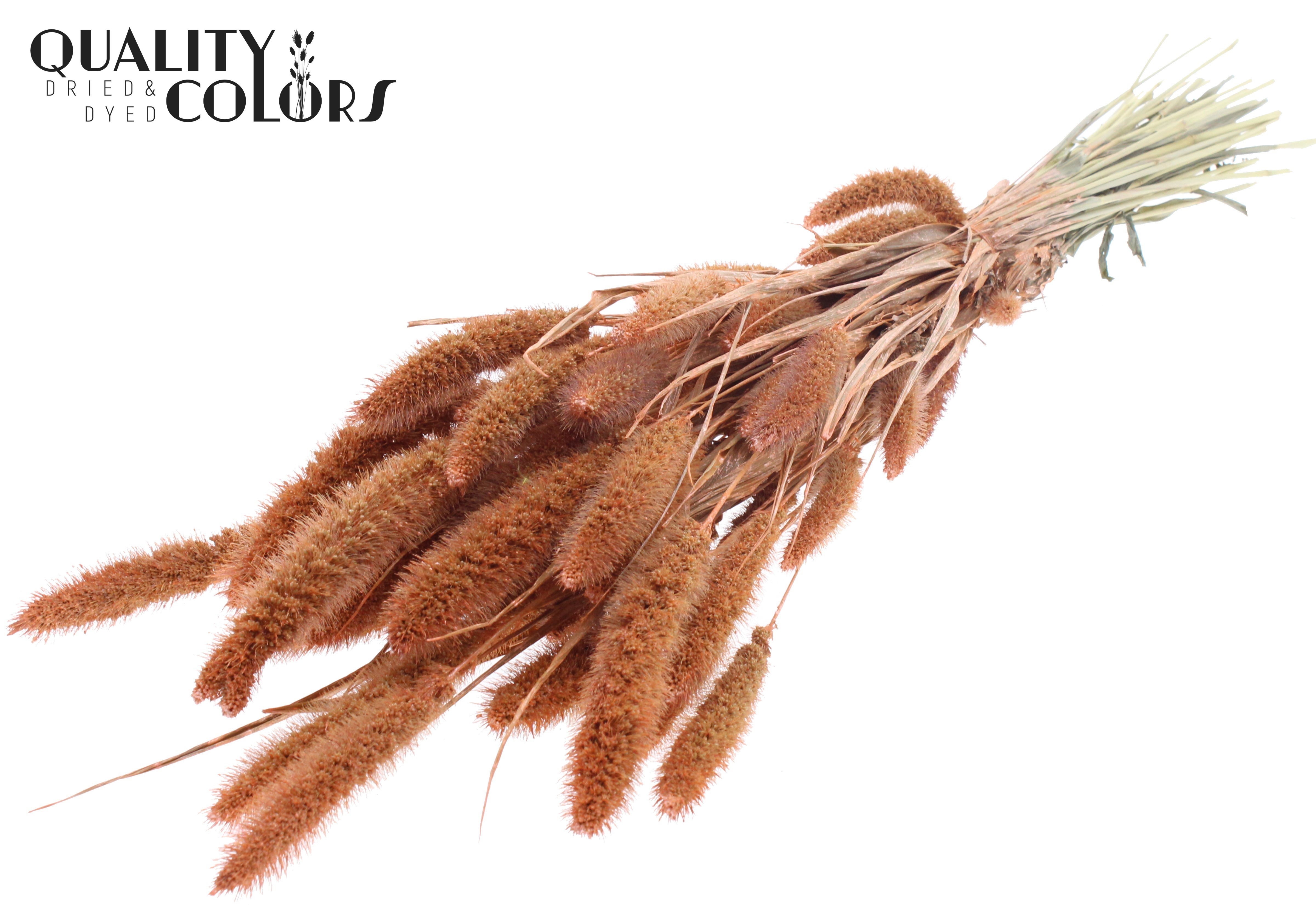 Setaria Pearl Orange Per Bunch 70cm