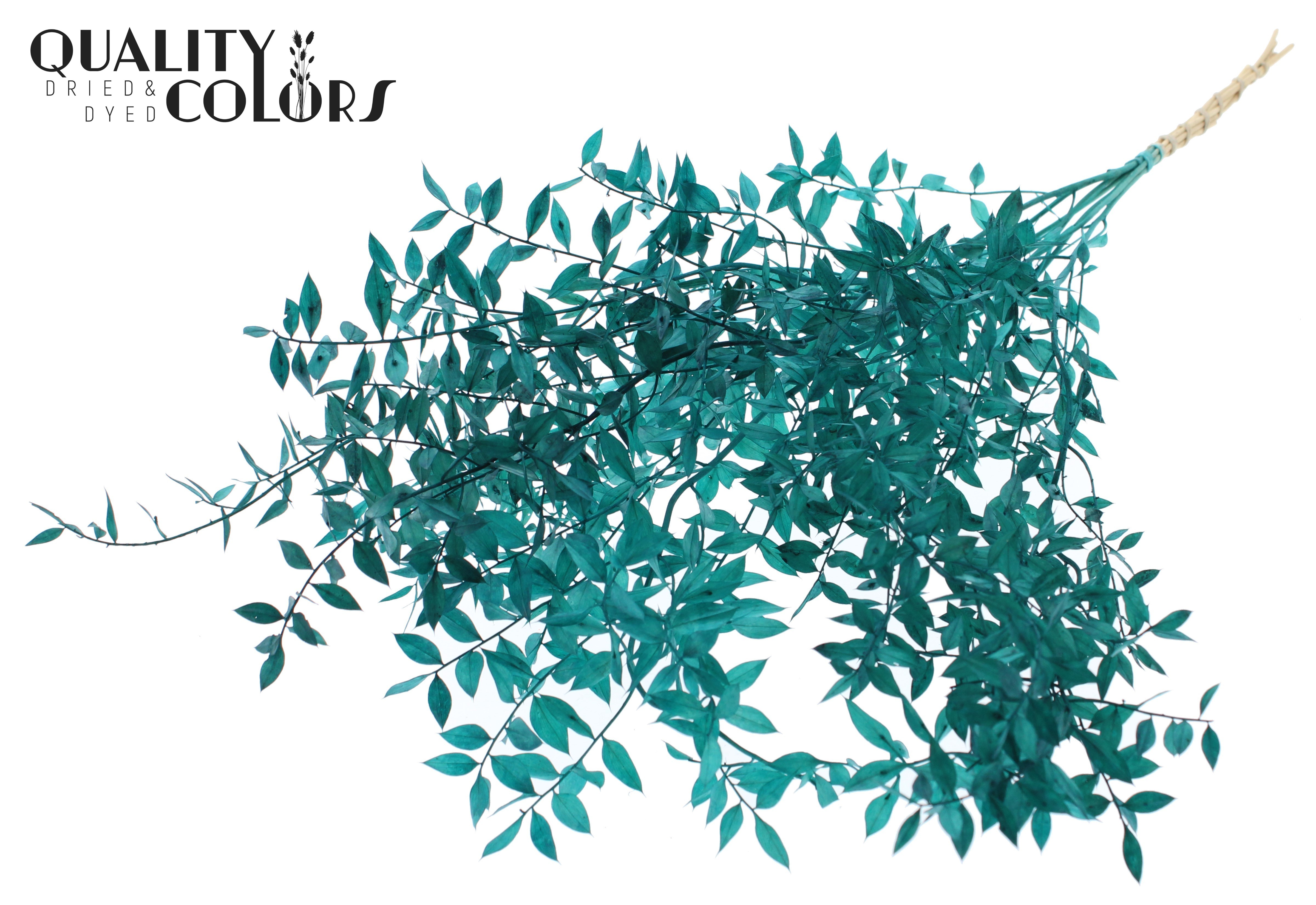 Ruscus Aculeatus Preserved Turquoise Per Bunch 70cm 1st