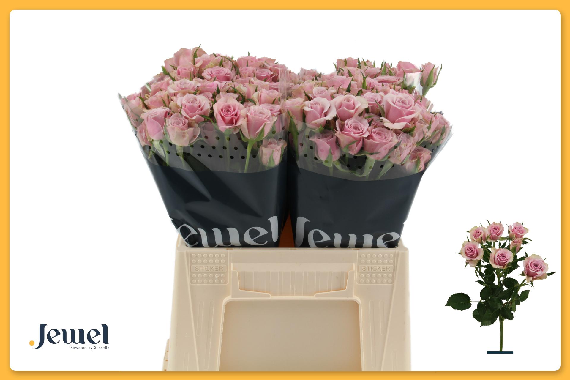 Rosa Spr Leila 40cm