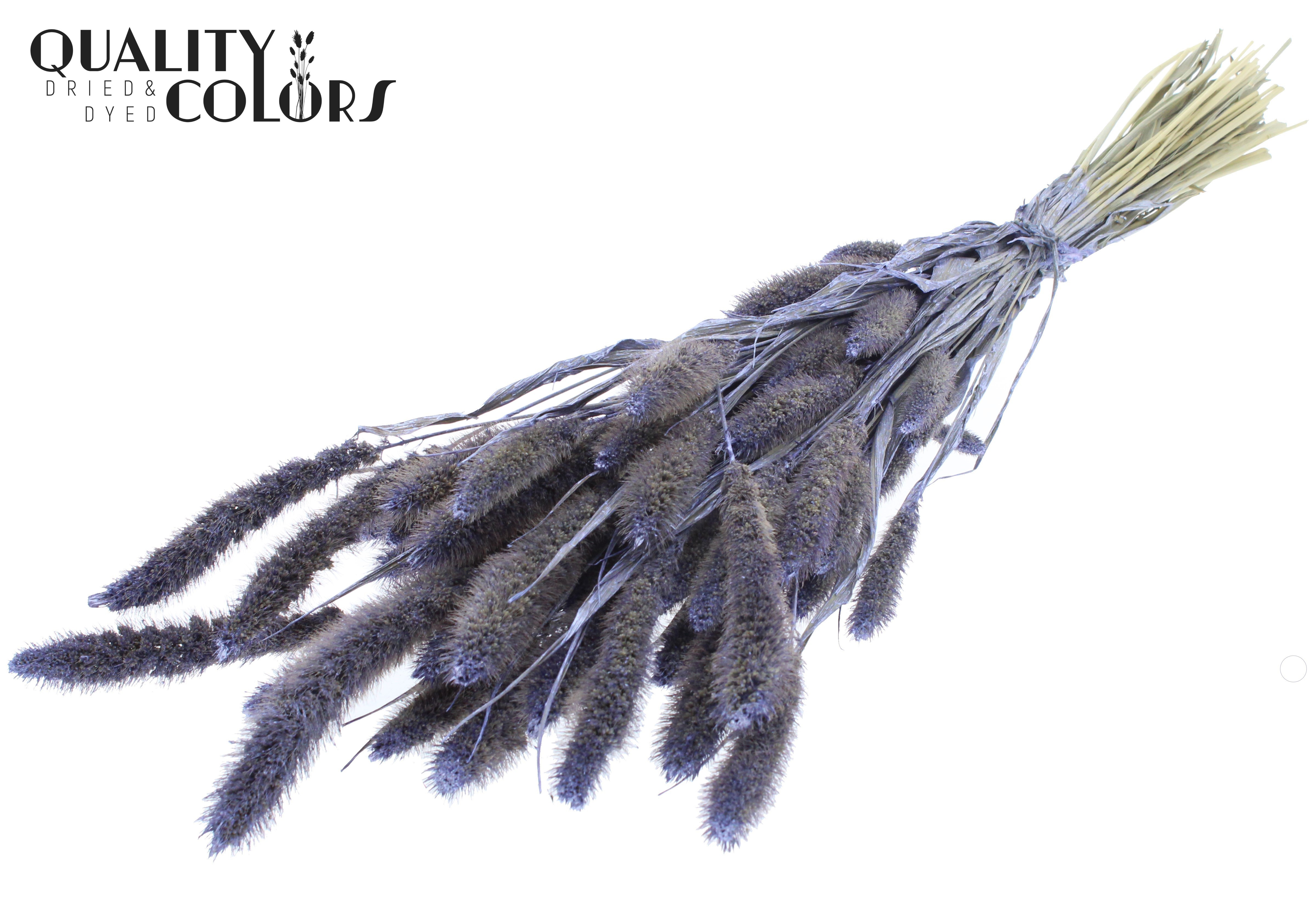 Setaria Pearl Milka Per Bunch 70cm