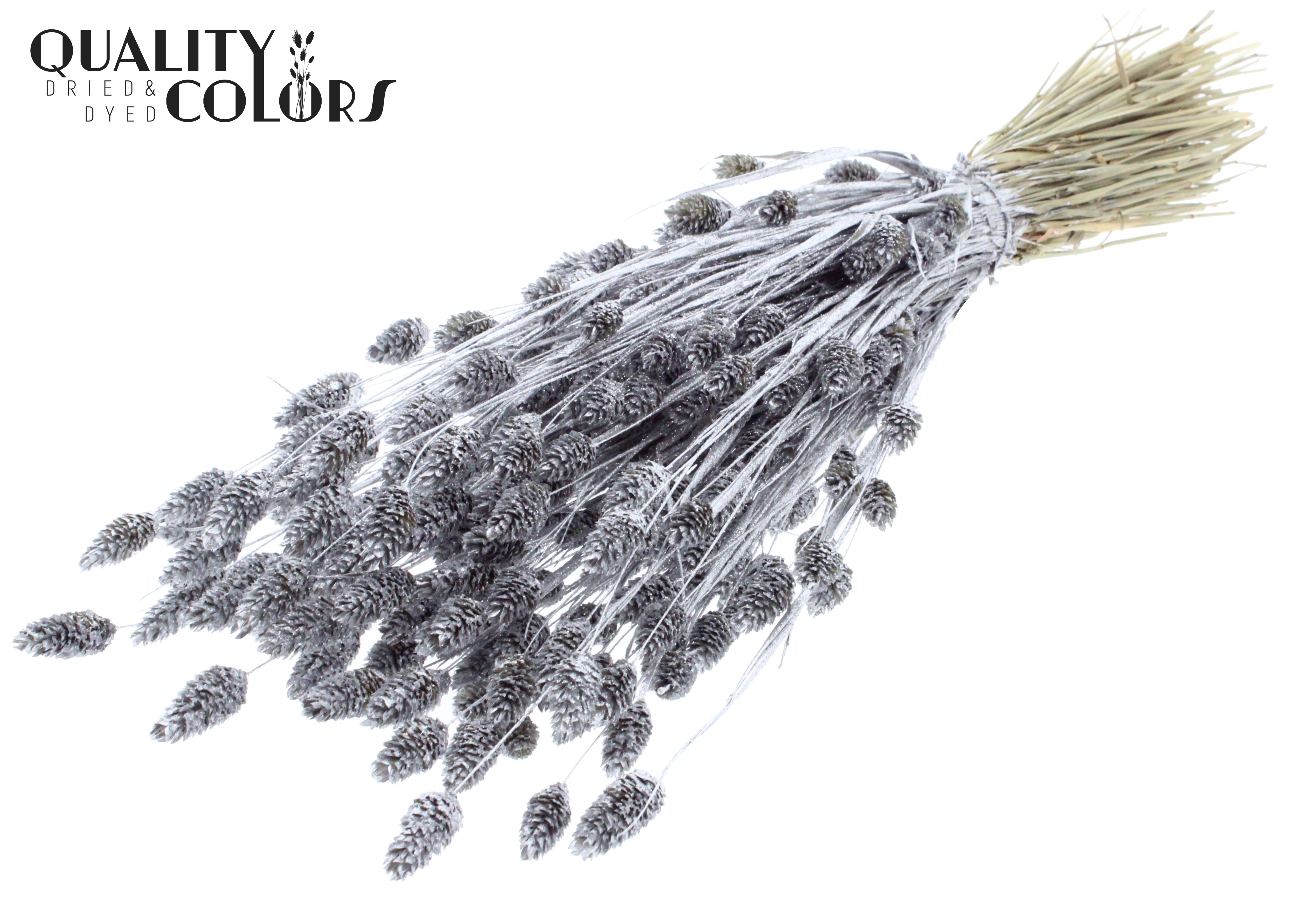 Phalaris Silver + Glitter Per Bunch 60cm 220gr.