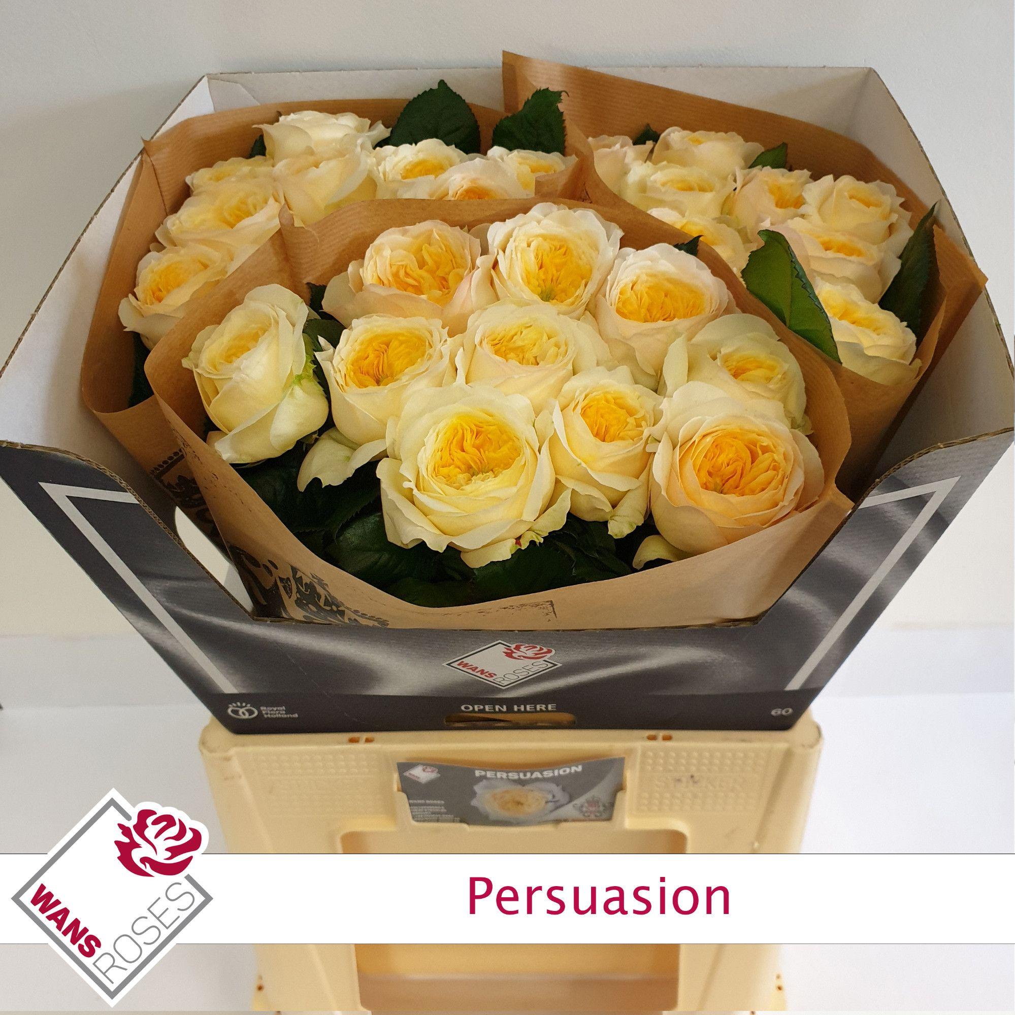 R Gr Persuasion