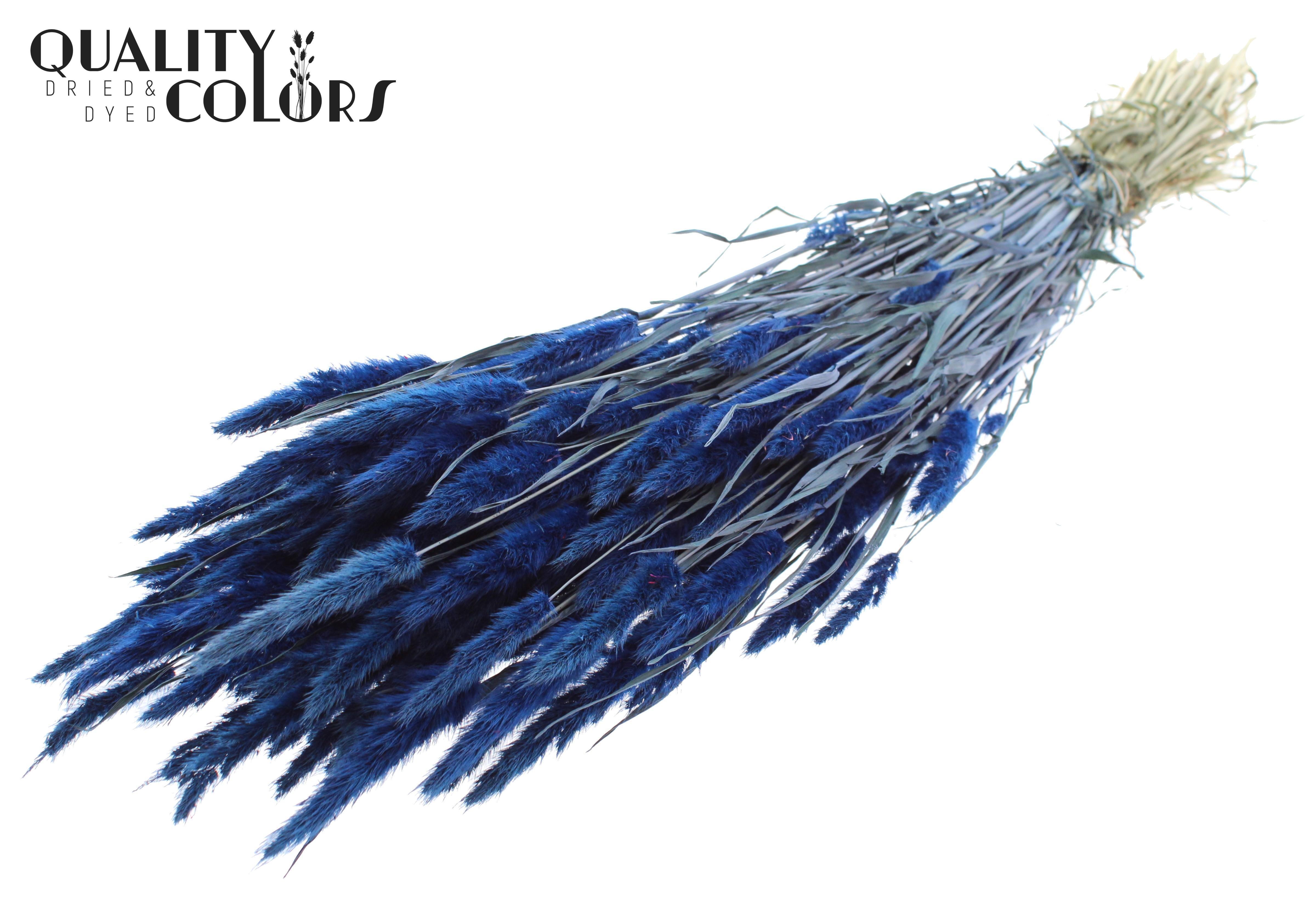 Polypogon Dark Blue Per Bunch 50cm