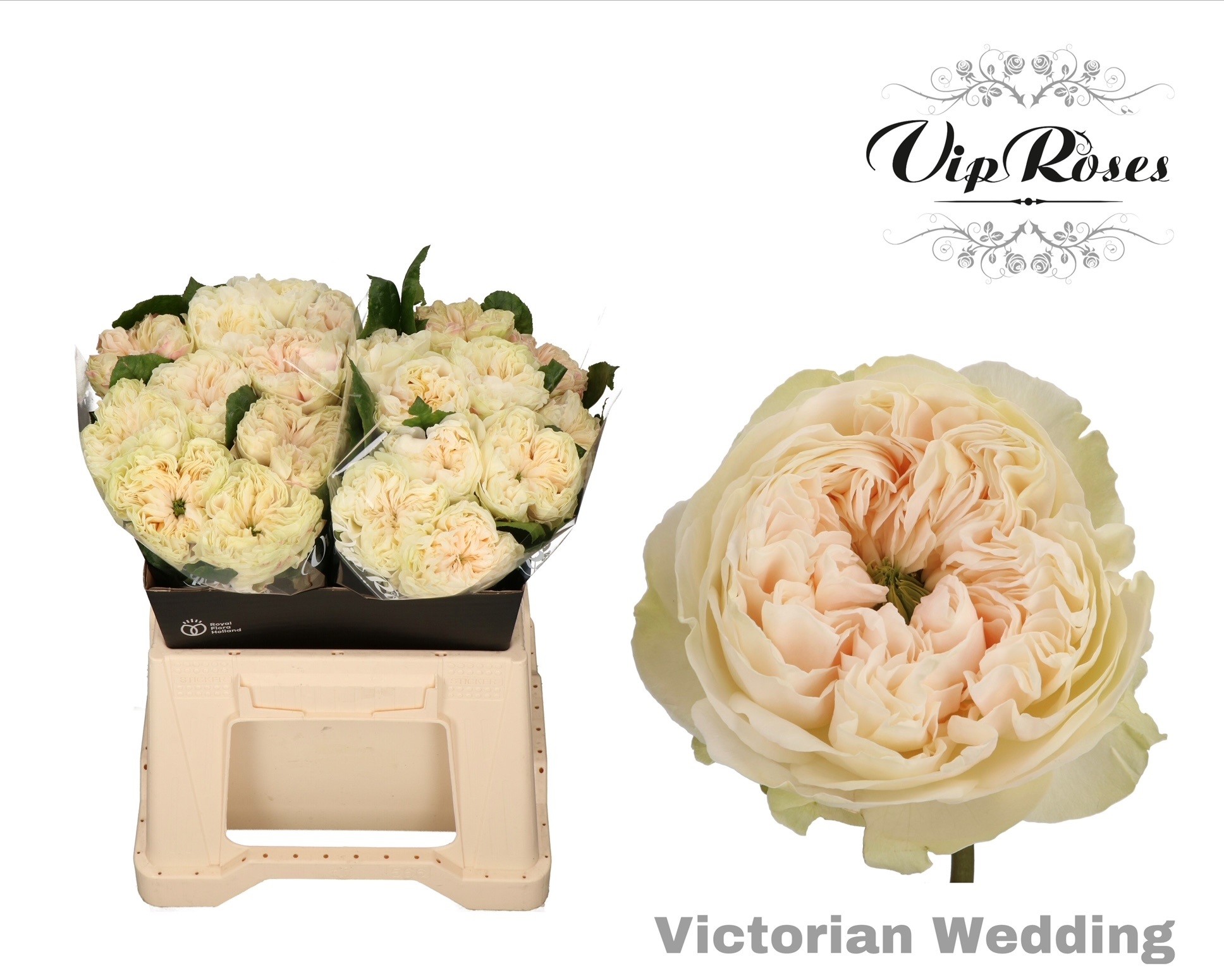 R Gr Victor Wedding+ 40 cm