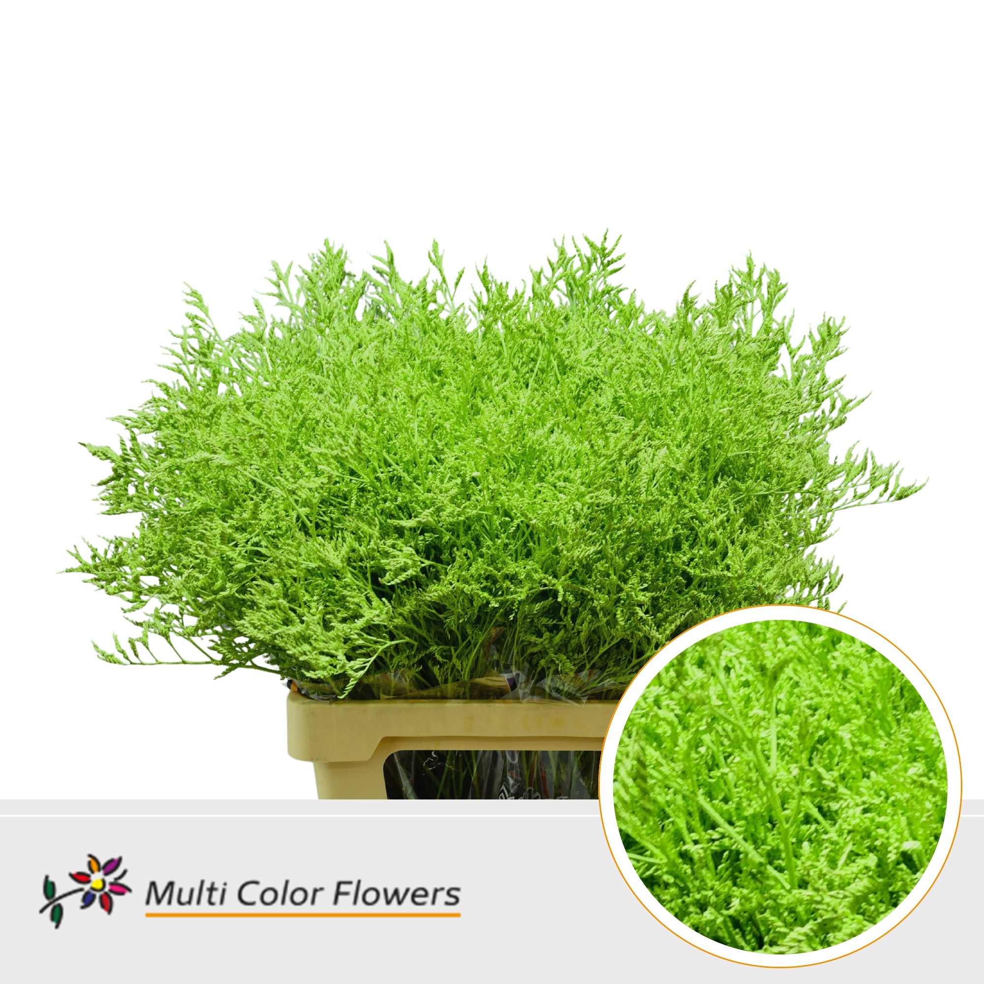Limonium Painted Apple Green 70cm 30gr.