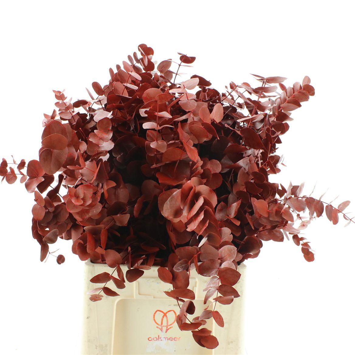 Euca Klb Cinerea Red