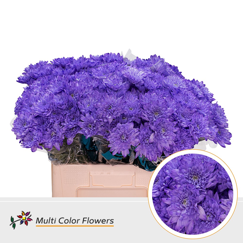 Chrysanth Spray Painted Baltica Milka 60cm