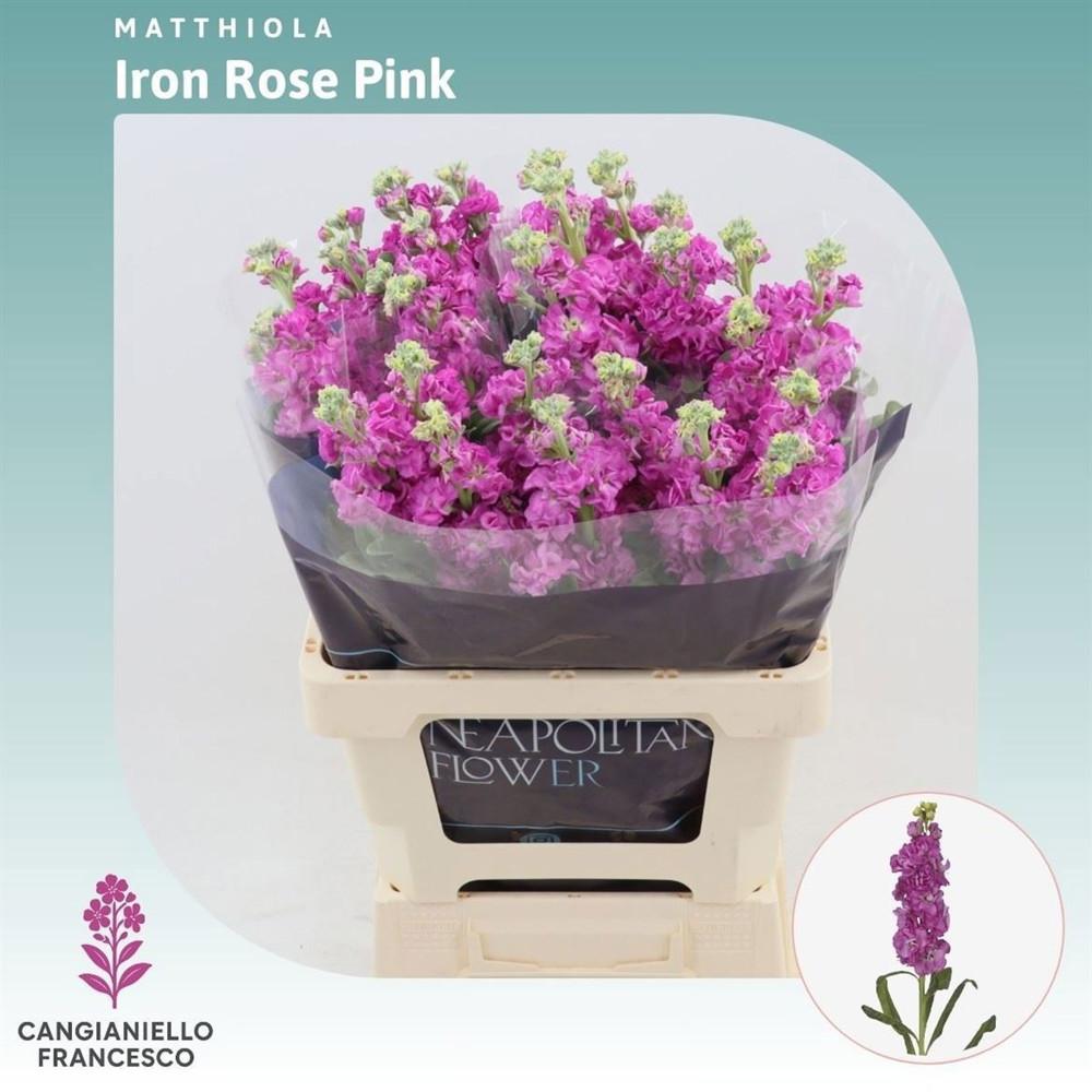 Matthiola Iron Rose Pink 60cm