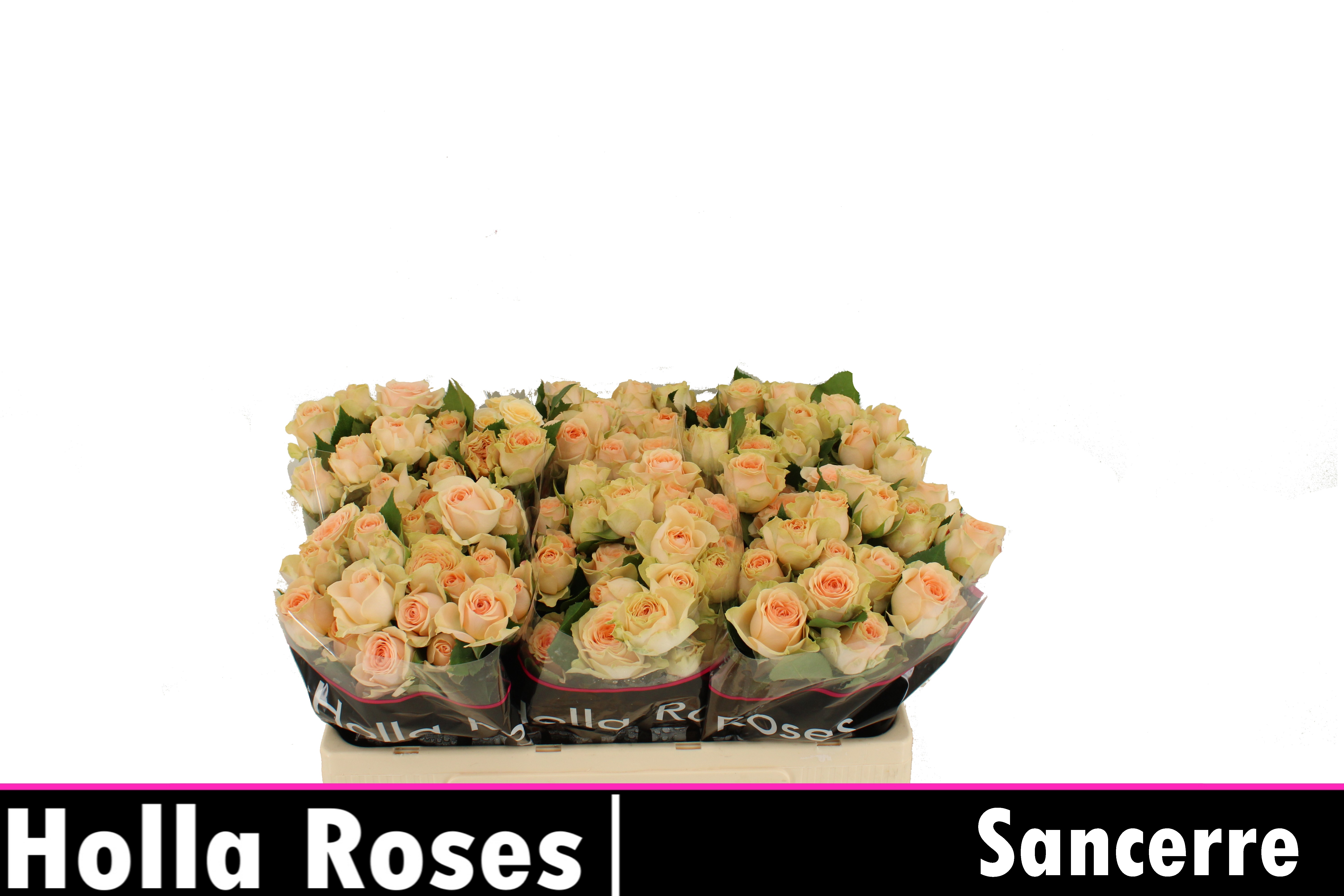 Rosa Spr Sancerre 50cm