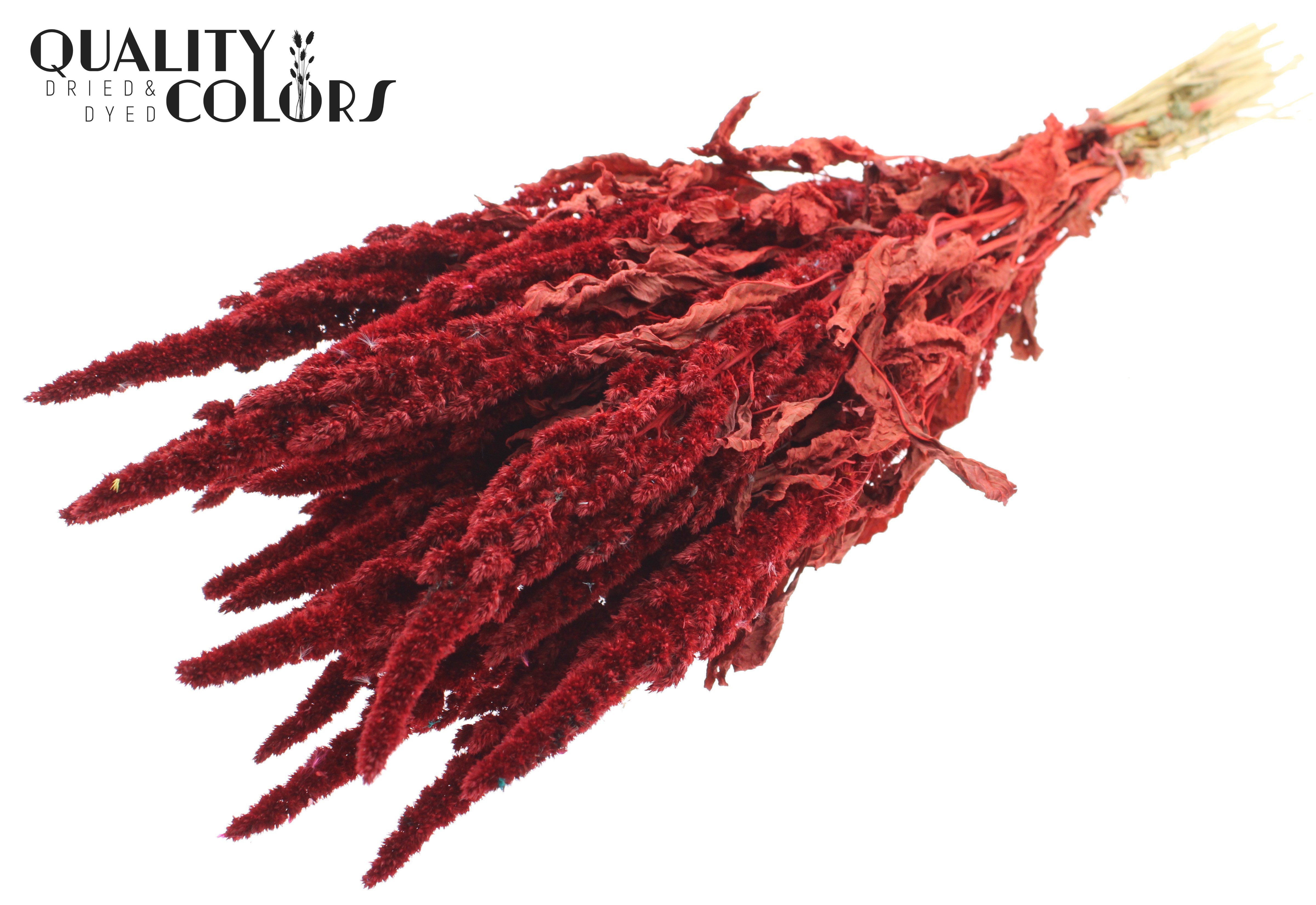 Amaranthus Red Per Bunch 60cm