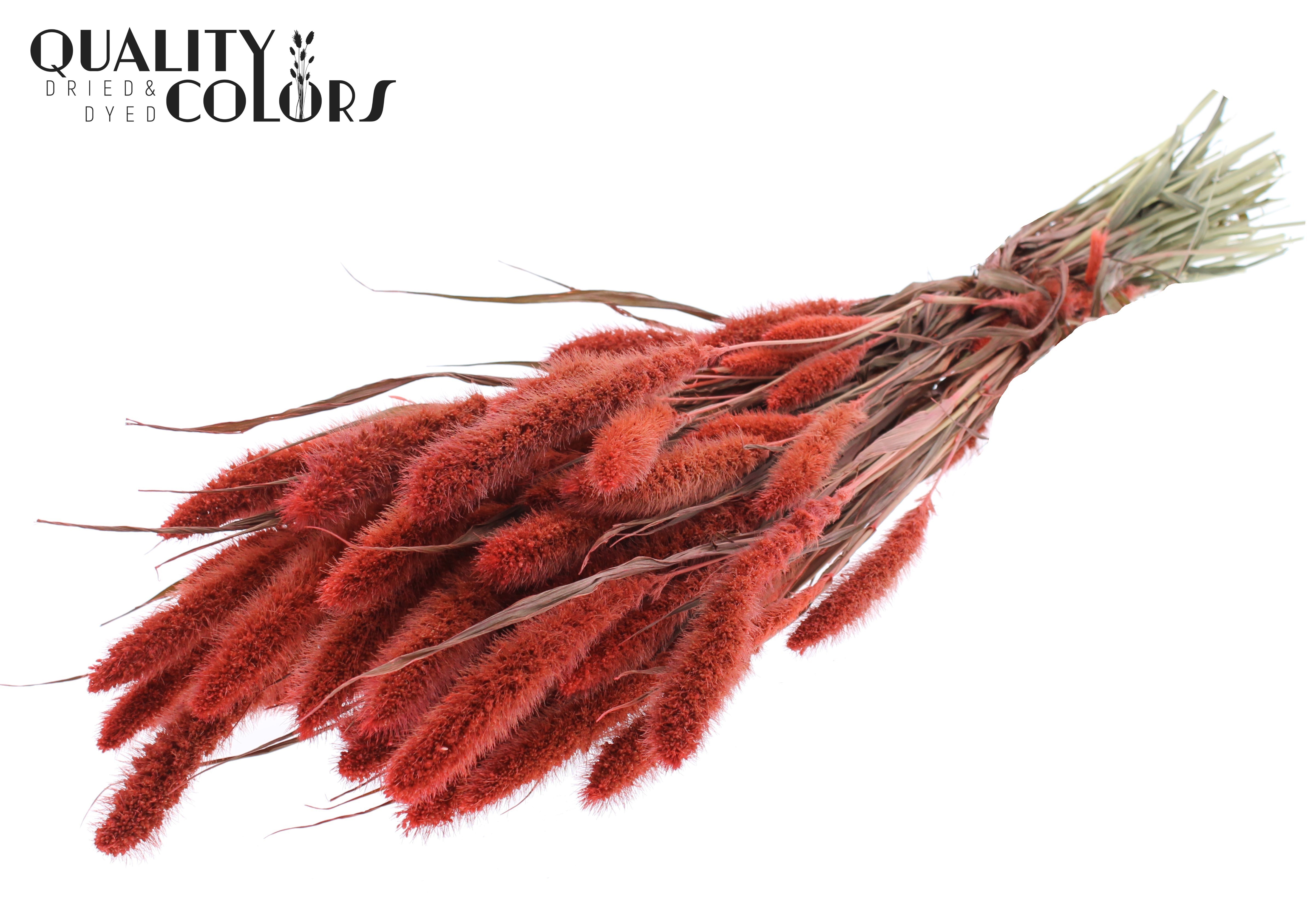Setaria Coral Per Bunch 70cm