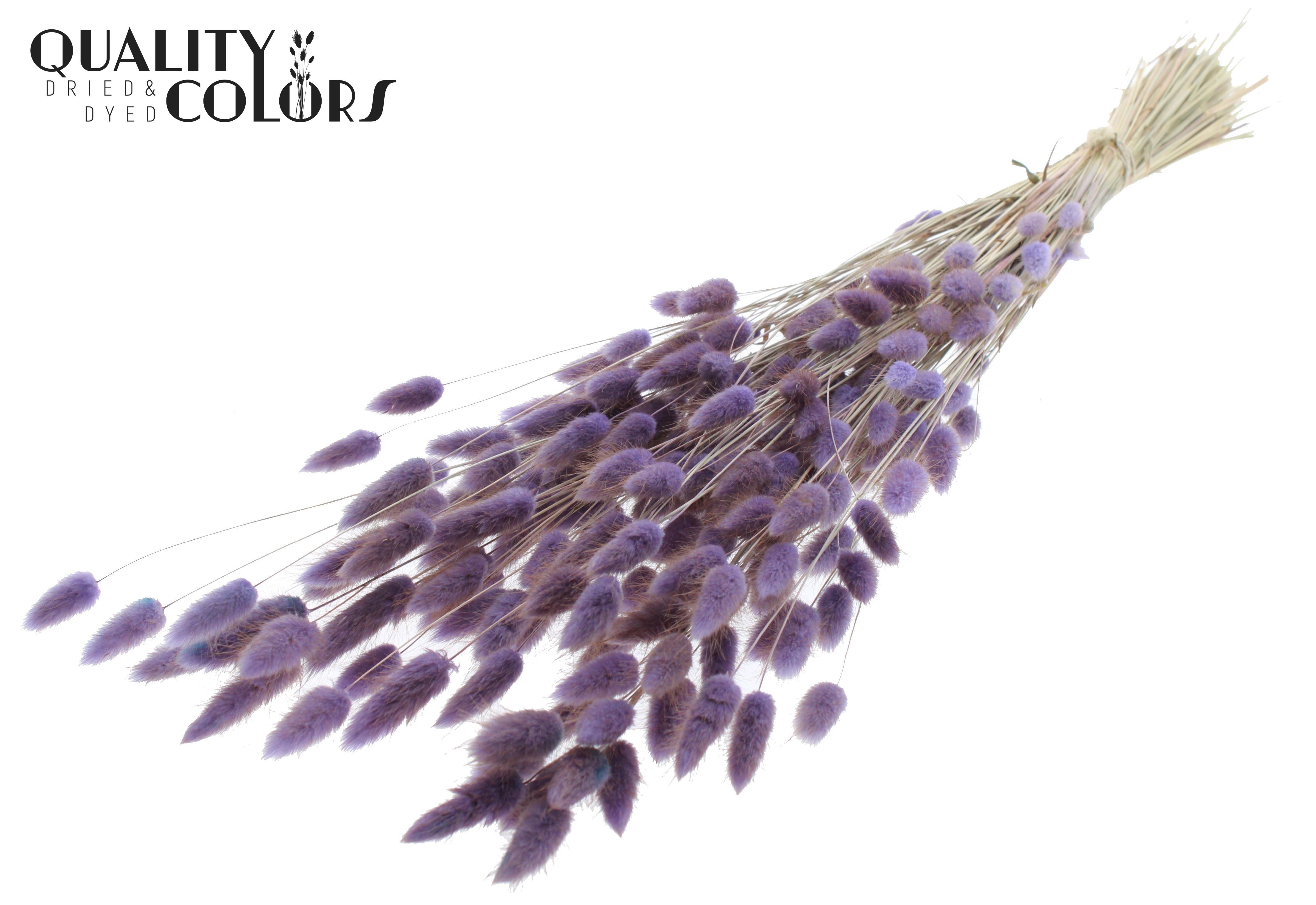 Lagurus Milka Per Bunch 70cm