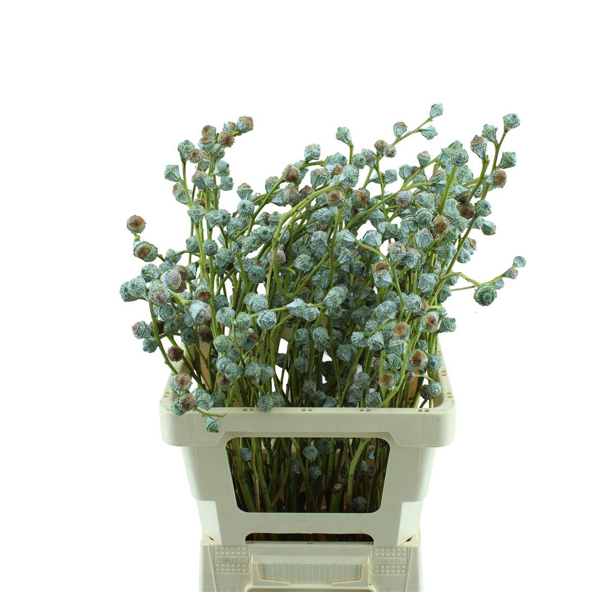 Eucalyptus Boule