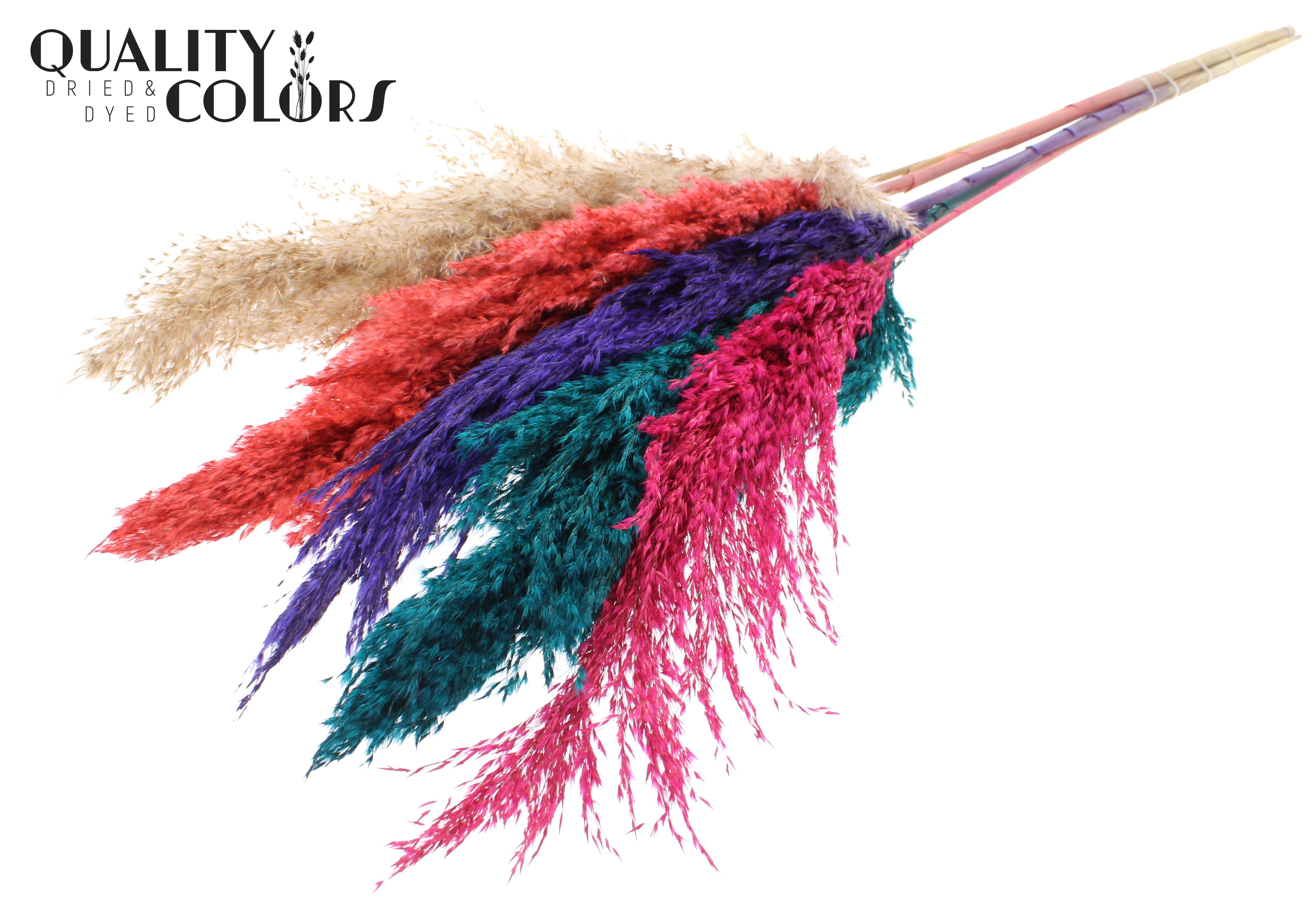 Pampas Grass Colourful 4 Per Bunch 100cm