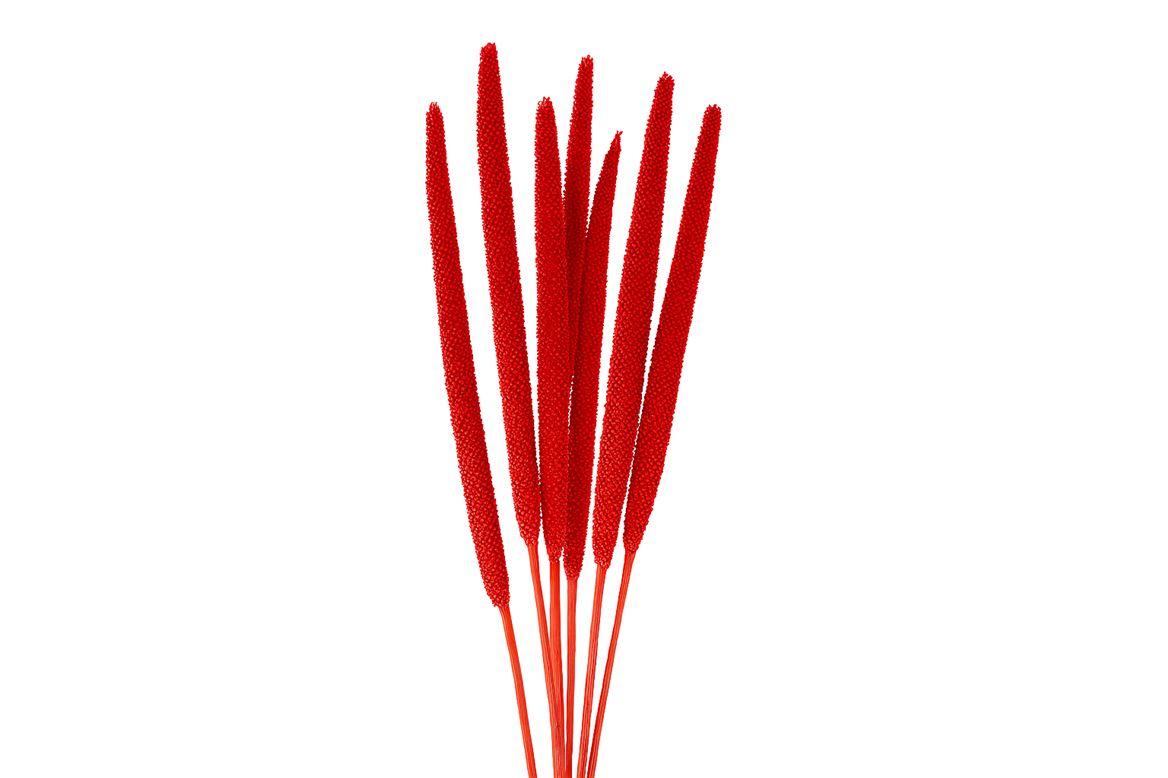 Dried Babala X5 10pc Red Bunch