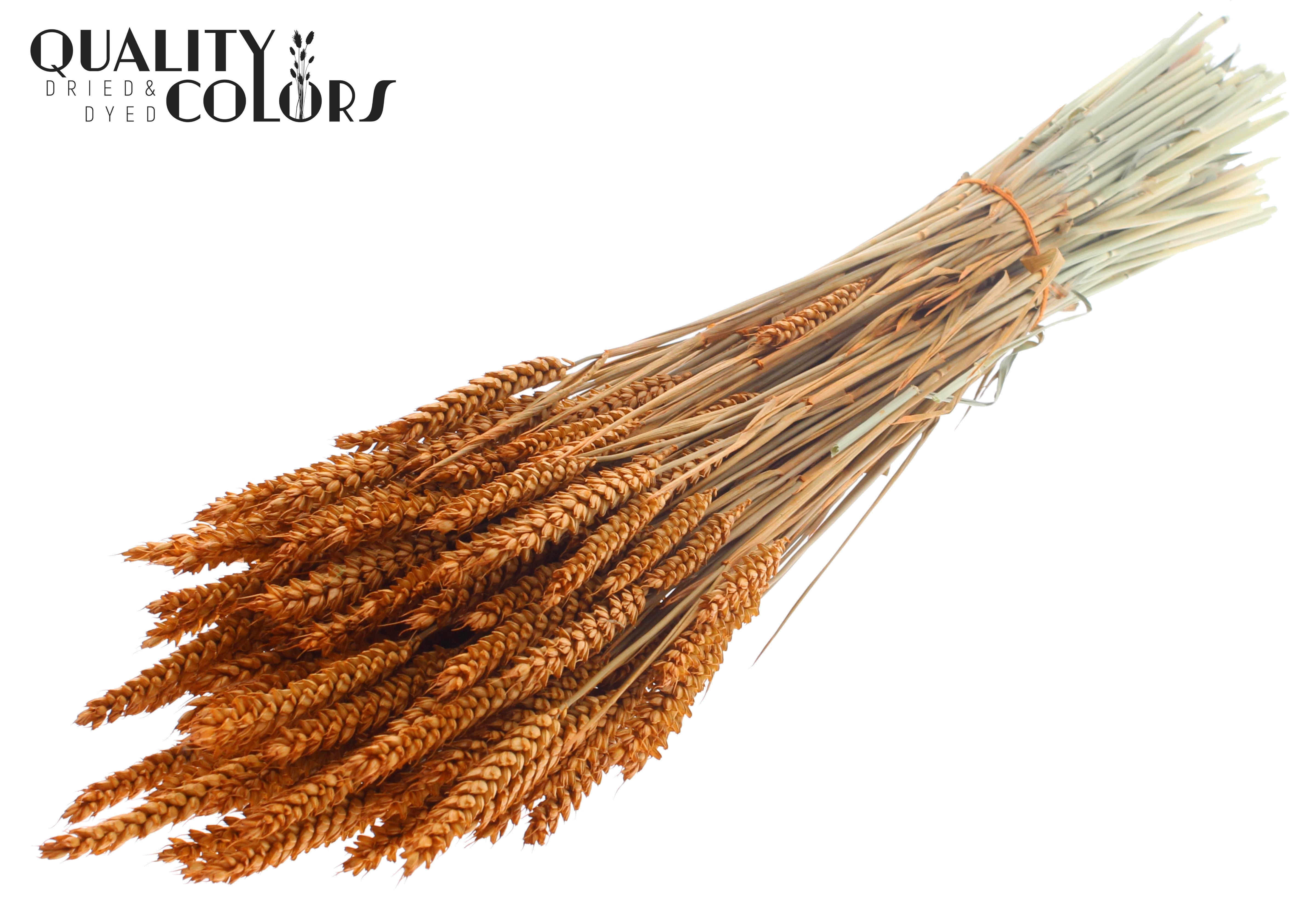Triticum Terracotta Per Bunch 60cm