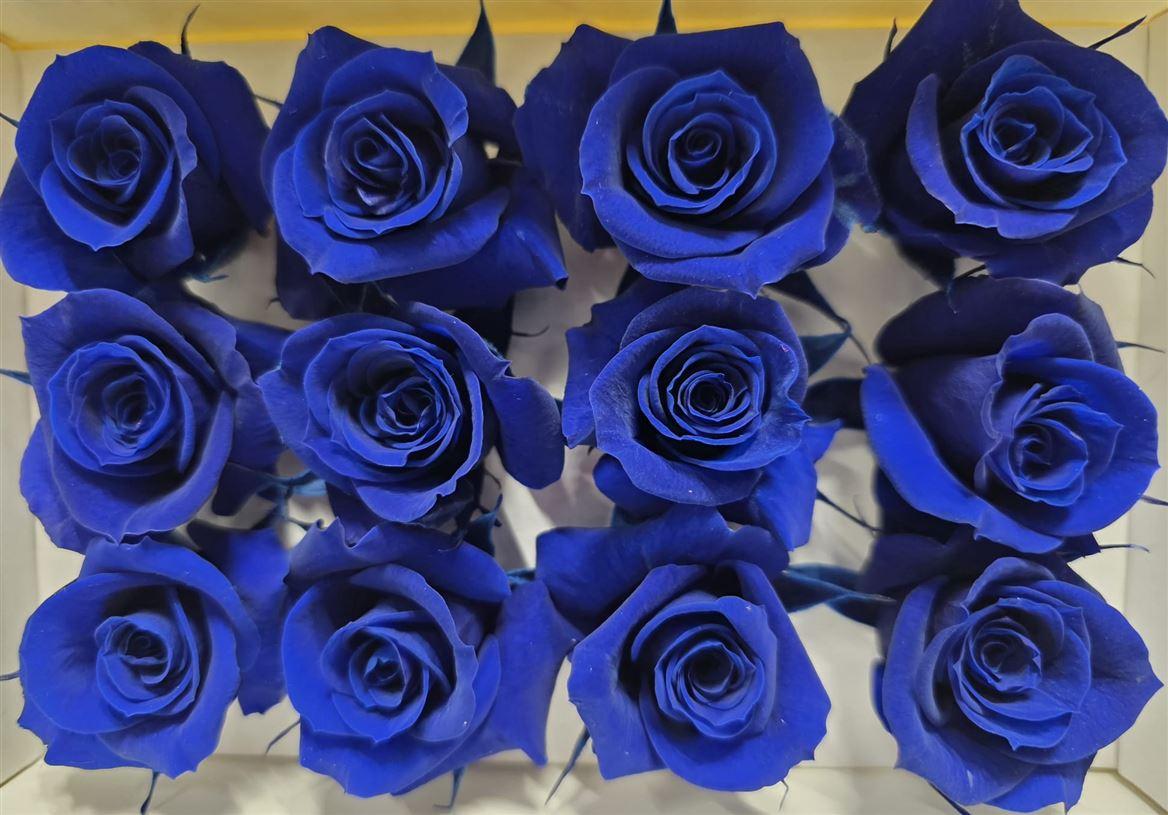 Ro Pres Mini Blue
