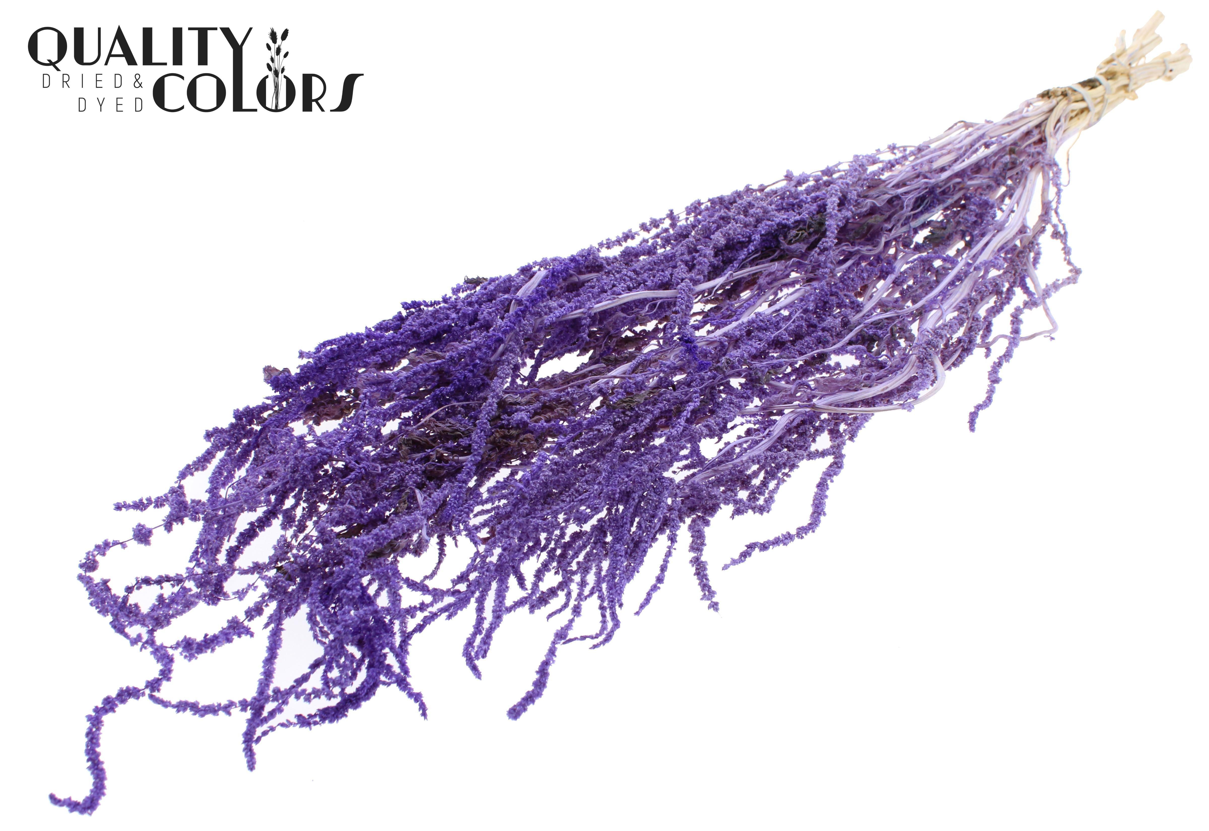 Amaranthus Caudatus Intense Milka Per Bunch 80cm