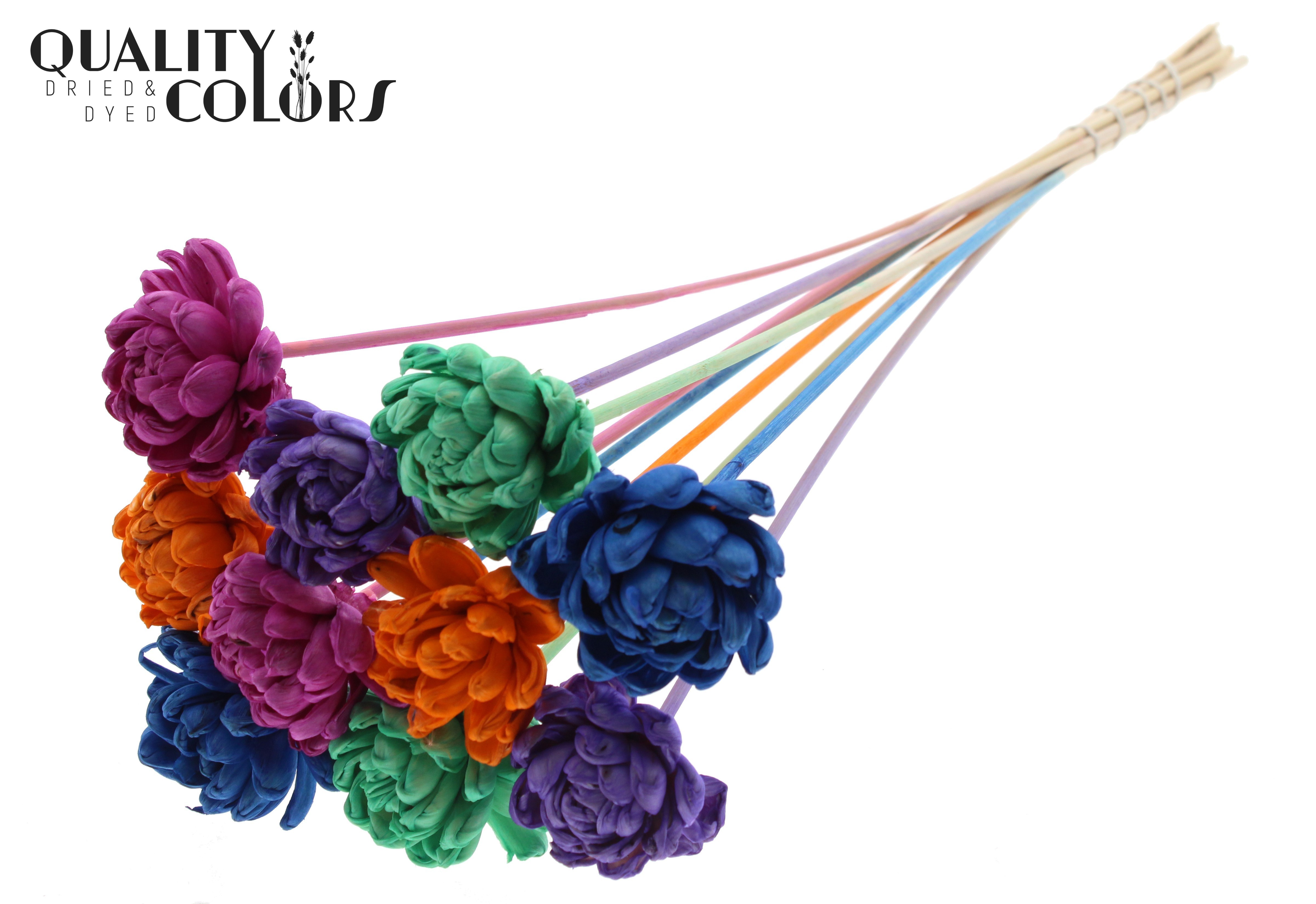 Shola Beauty Rose Neon Dusk 50cm
