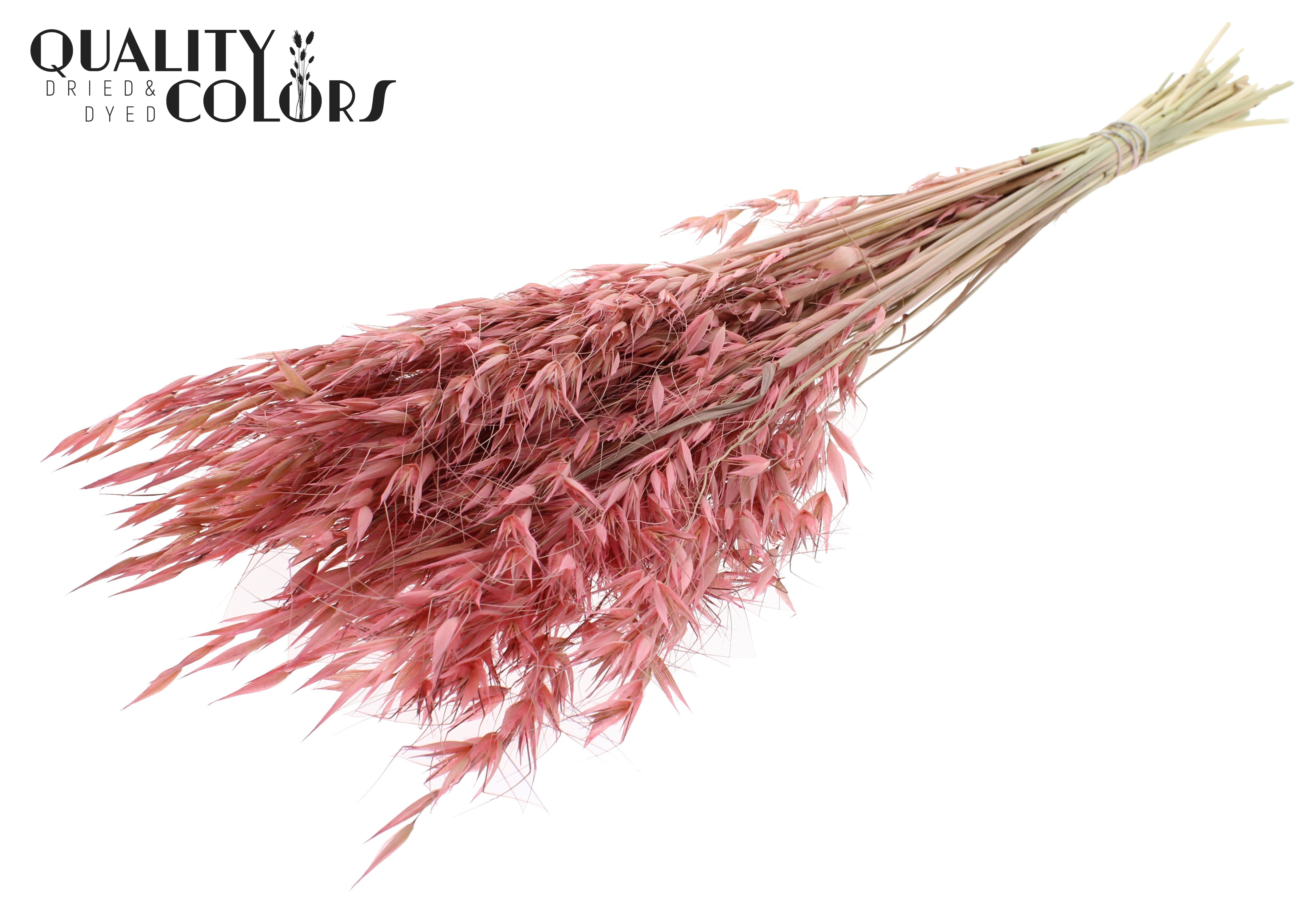 Avena Frosted Salmon Per Bunch 70cm