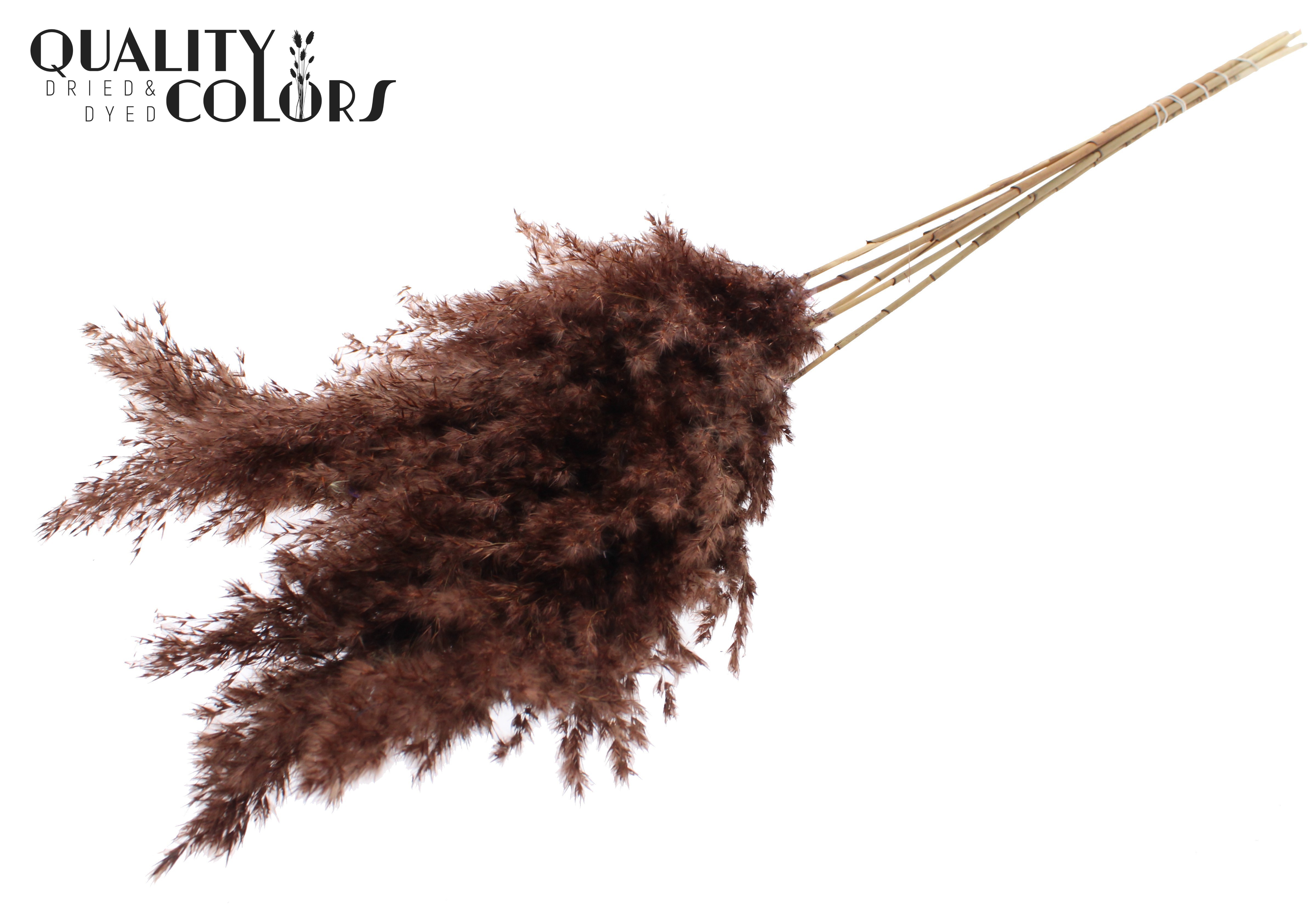 Pampas Grass Brown Per Bunch 100cm