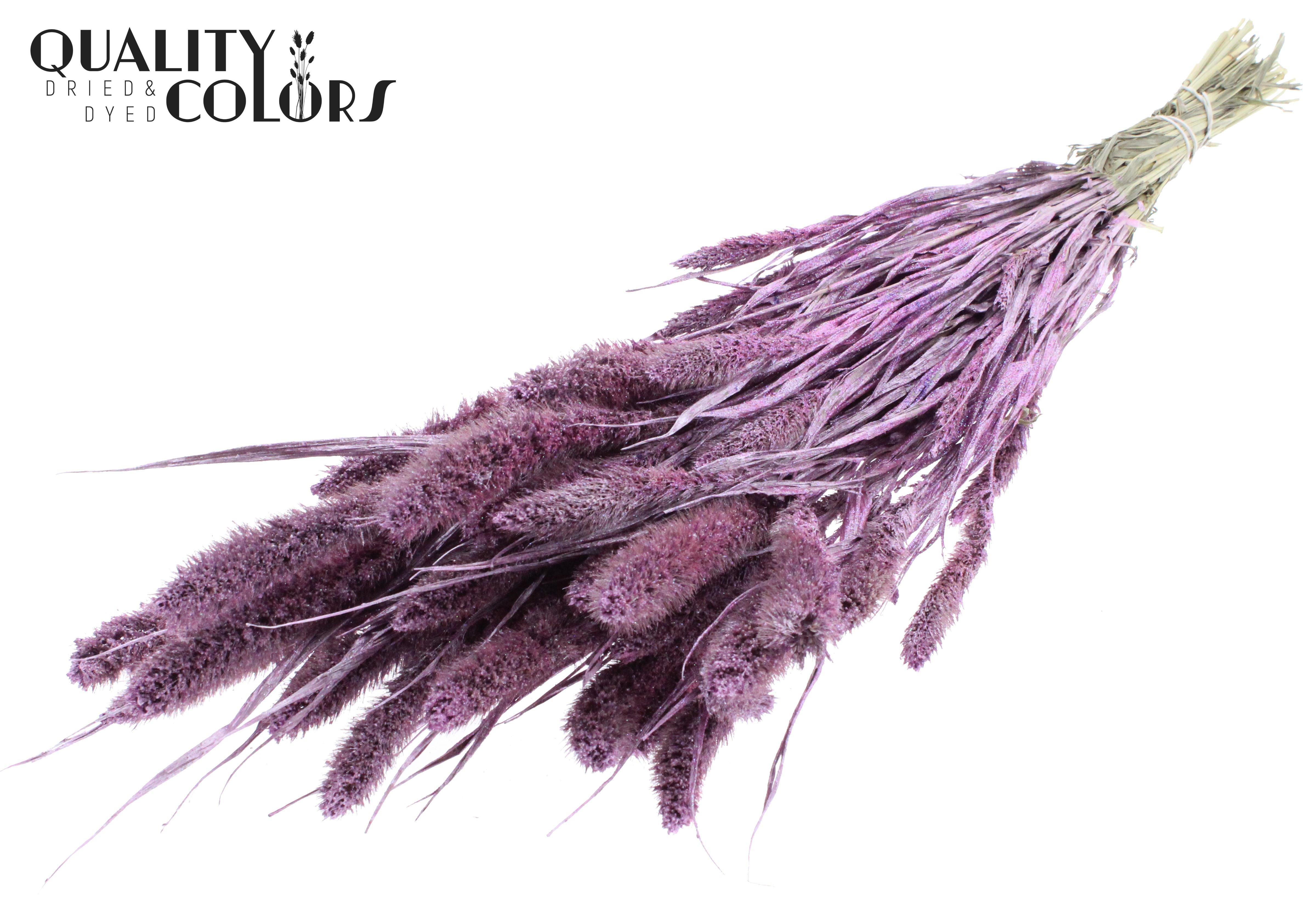 Setaria Metallic Pink Per Bunch 70cm