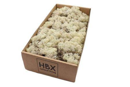 Moss Reindeer Moss 500gr Naturel