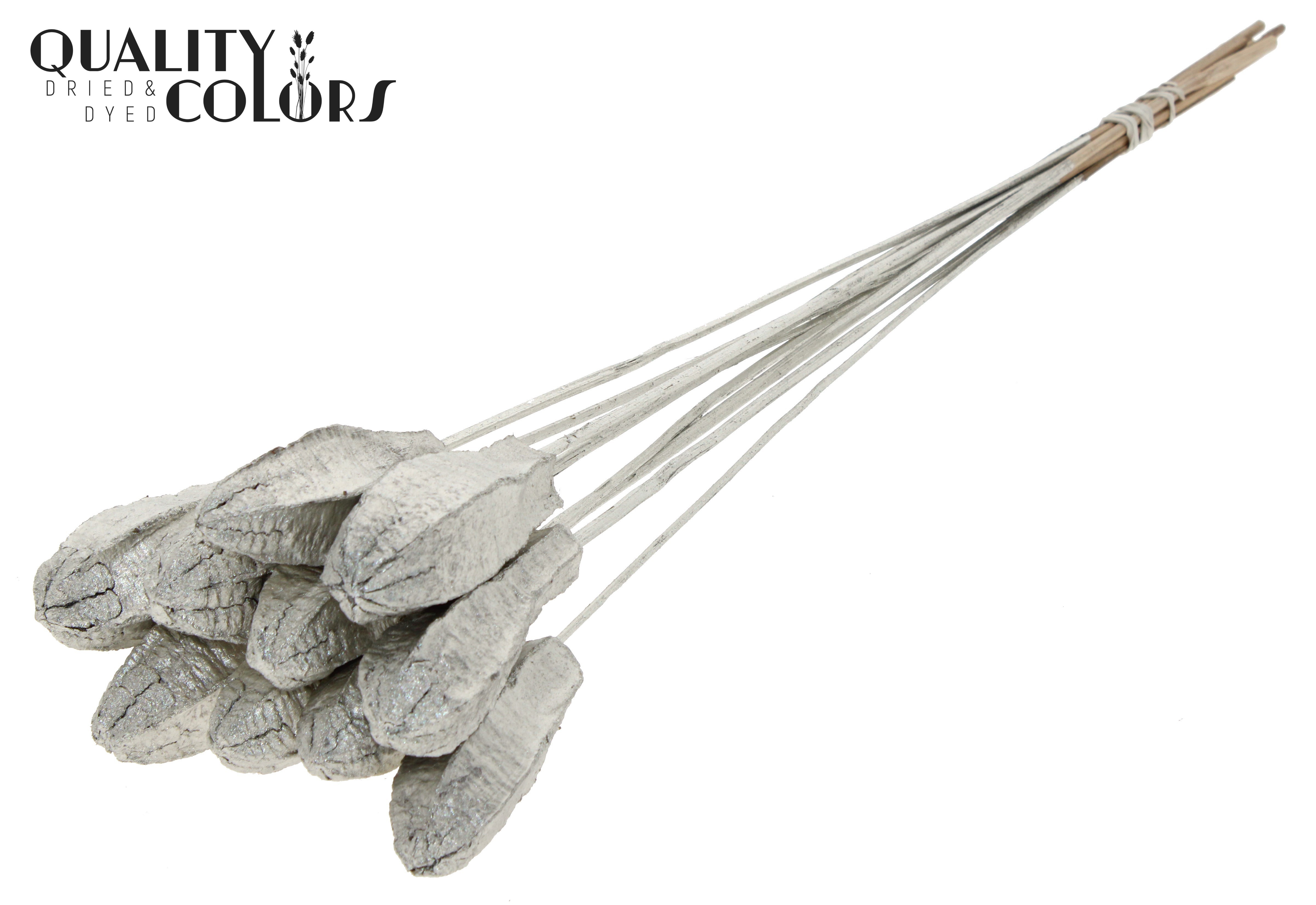 Mehogani Platinum 50cm