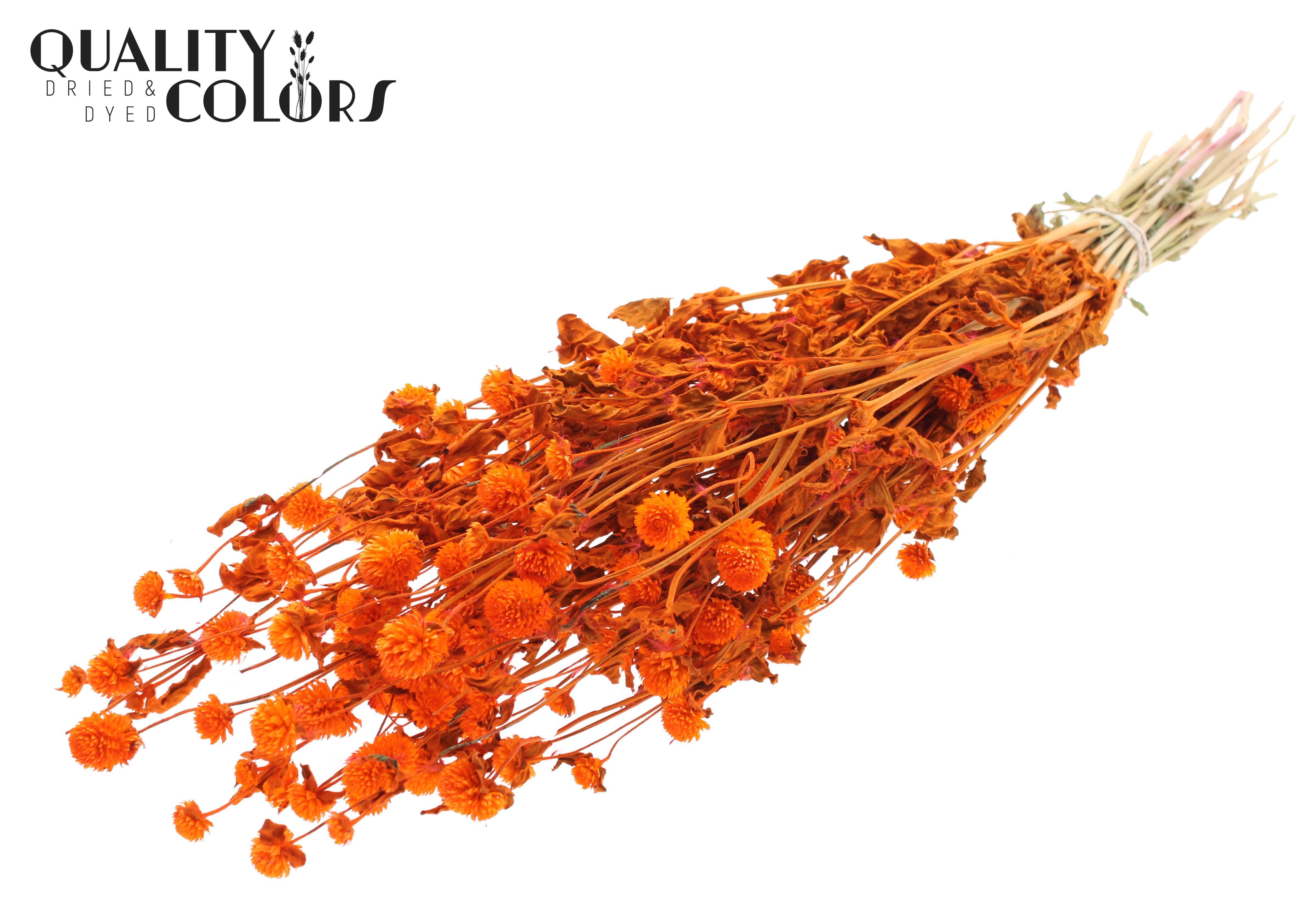 Gomphrena Globosa Orange Per Bunch 60cm