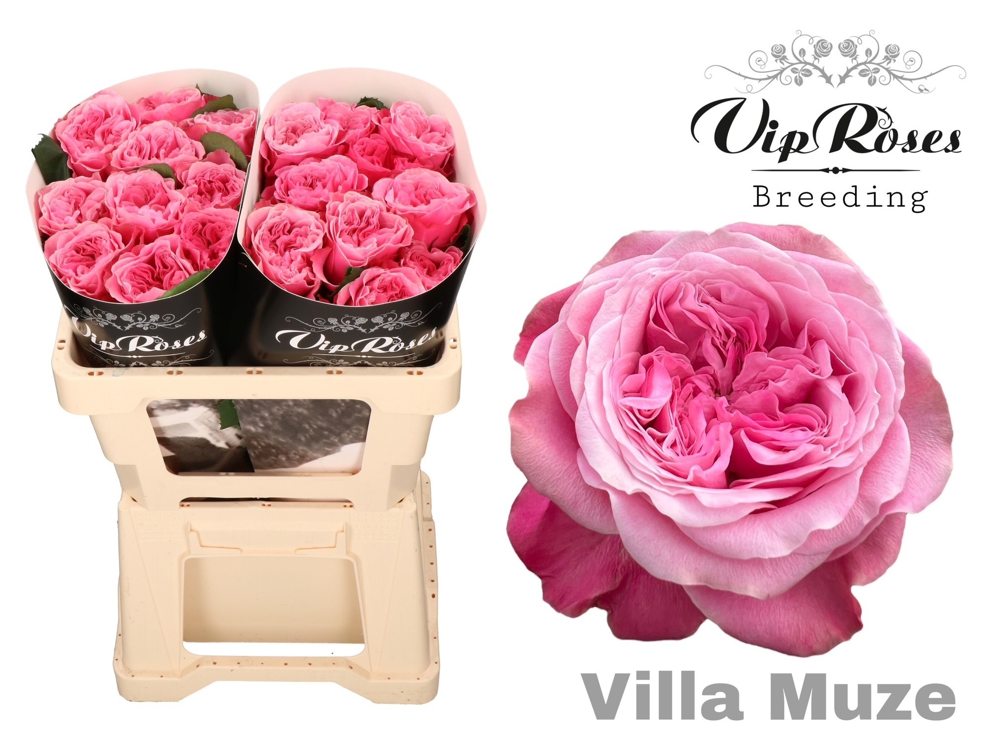 R Gr Villa Muze X20 50 cm