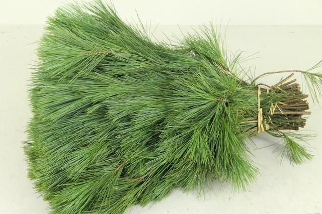 Pinus Strobus 40cm