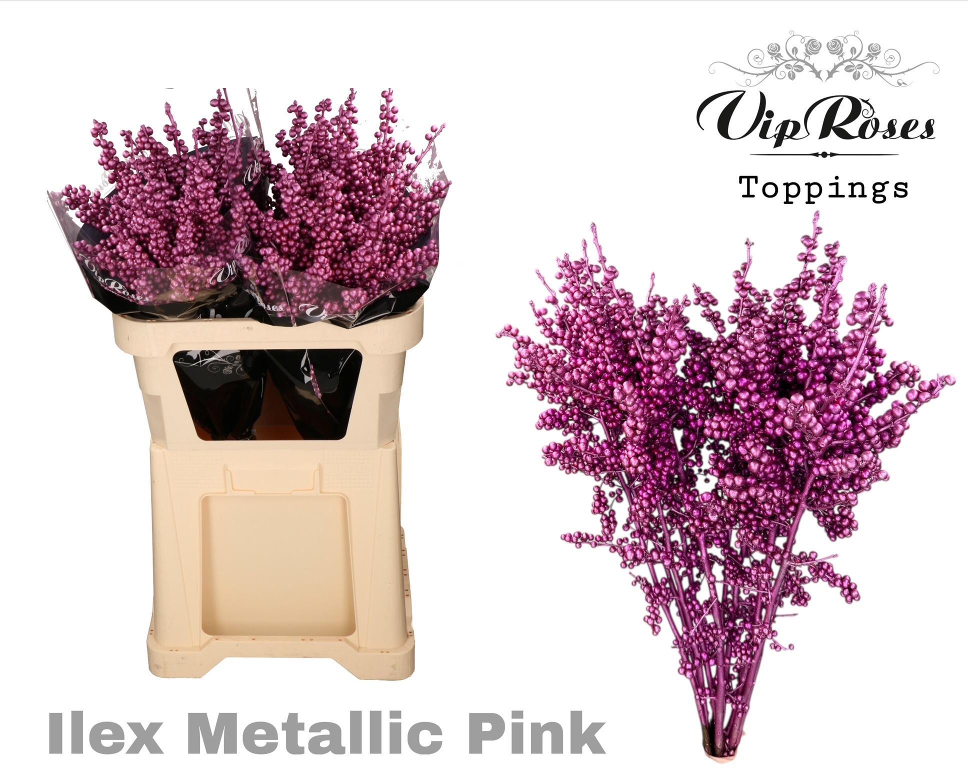 Ilex Dyed Frosty 70cm