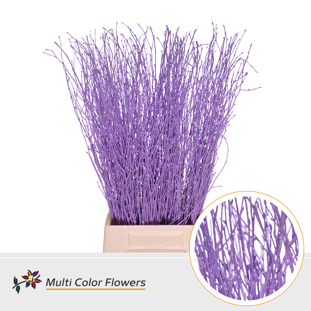 Betula Painted Milka 70cm