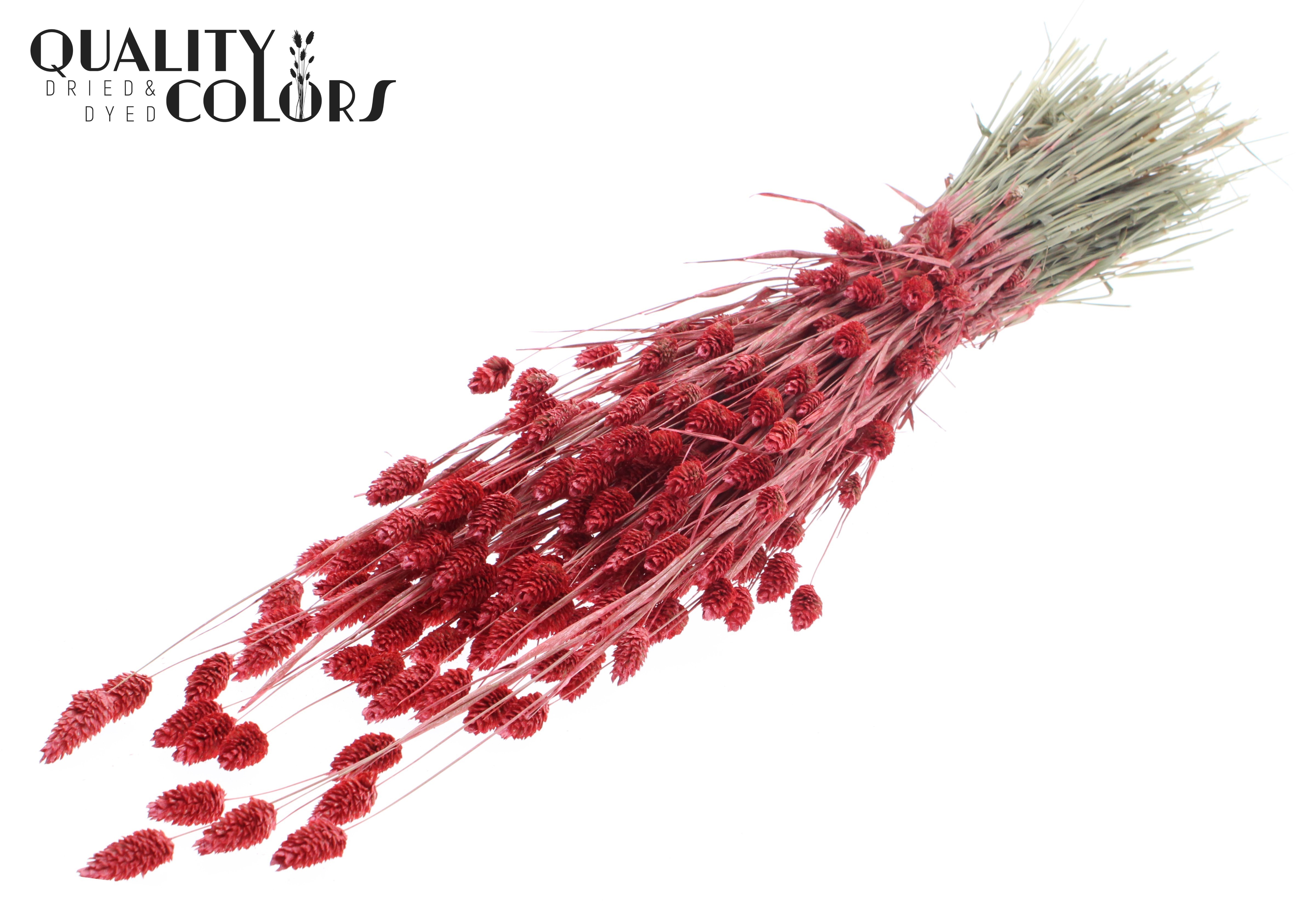 Phalaris Pearl Coral Per Bunch 60cm 220gr.