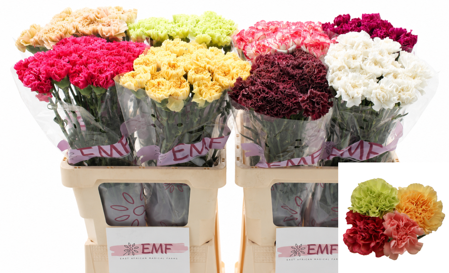 Dianthus St Mixed In Bucket 60cm