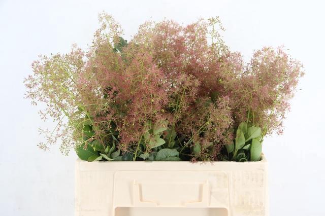 Cotinus Coggygria Magical Green Fountain 50cm
