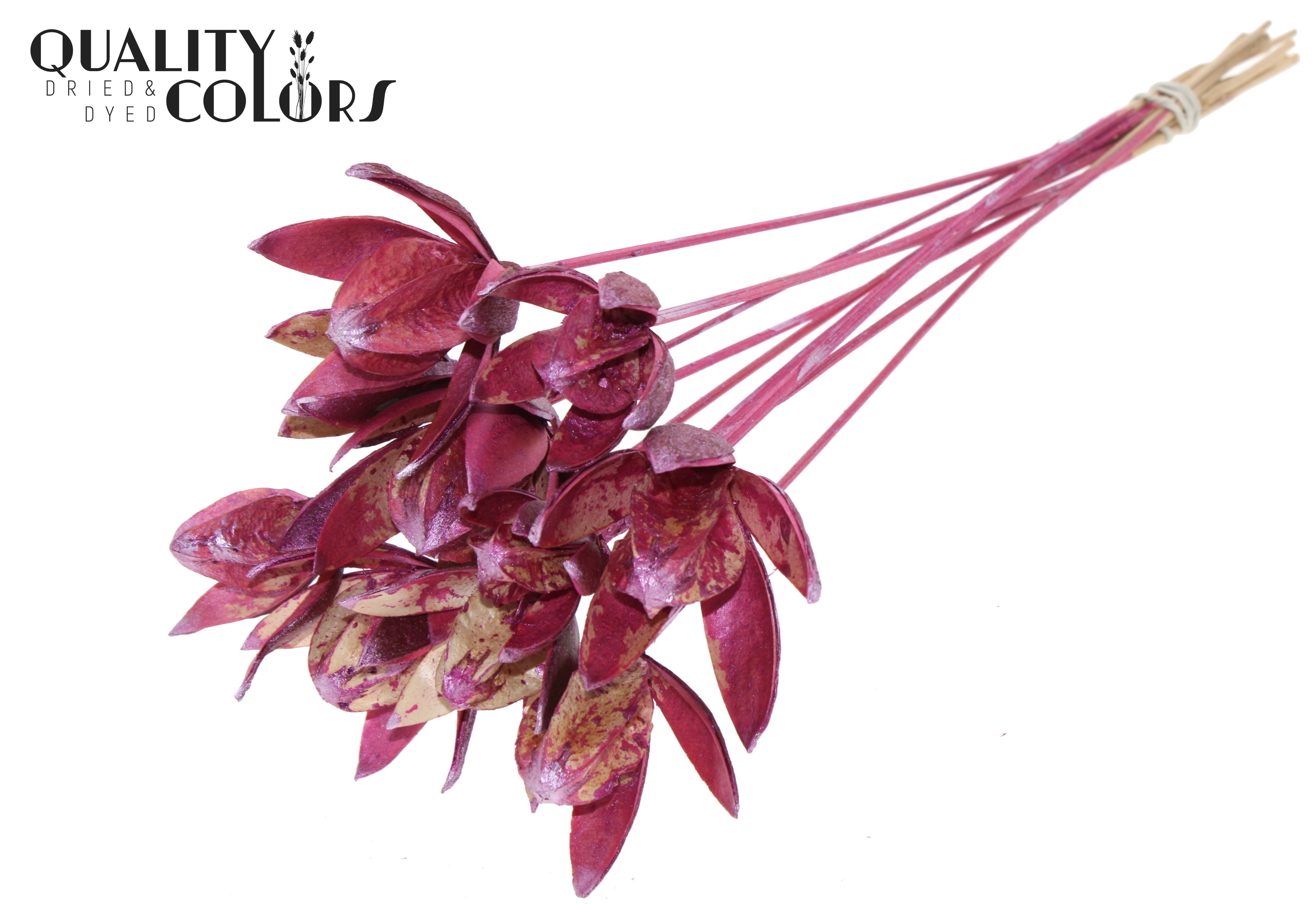 Wild Lilly Metallic Pink 50cm