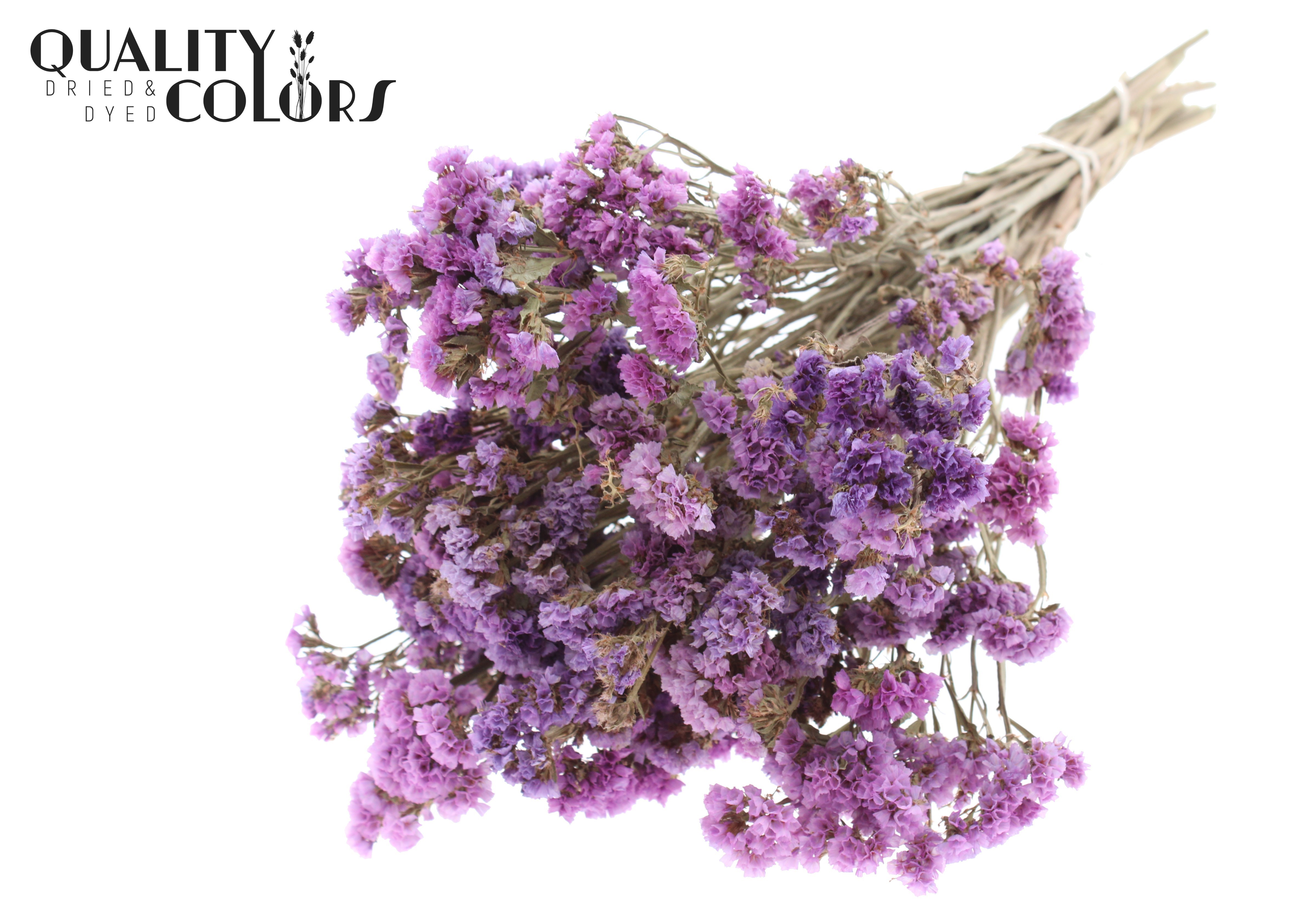 Limonium Statice Natural Pink Per Bunch 45cm