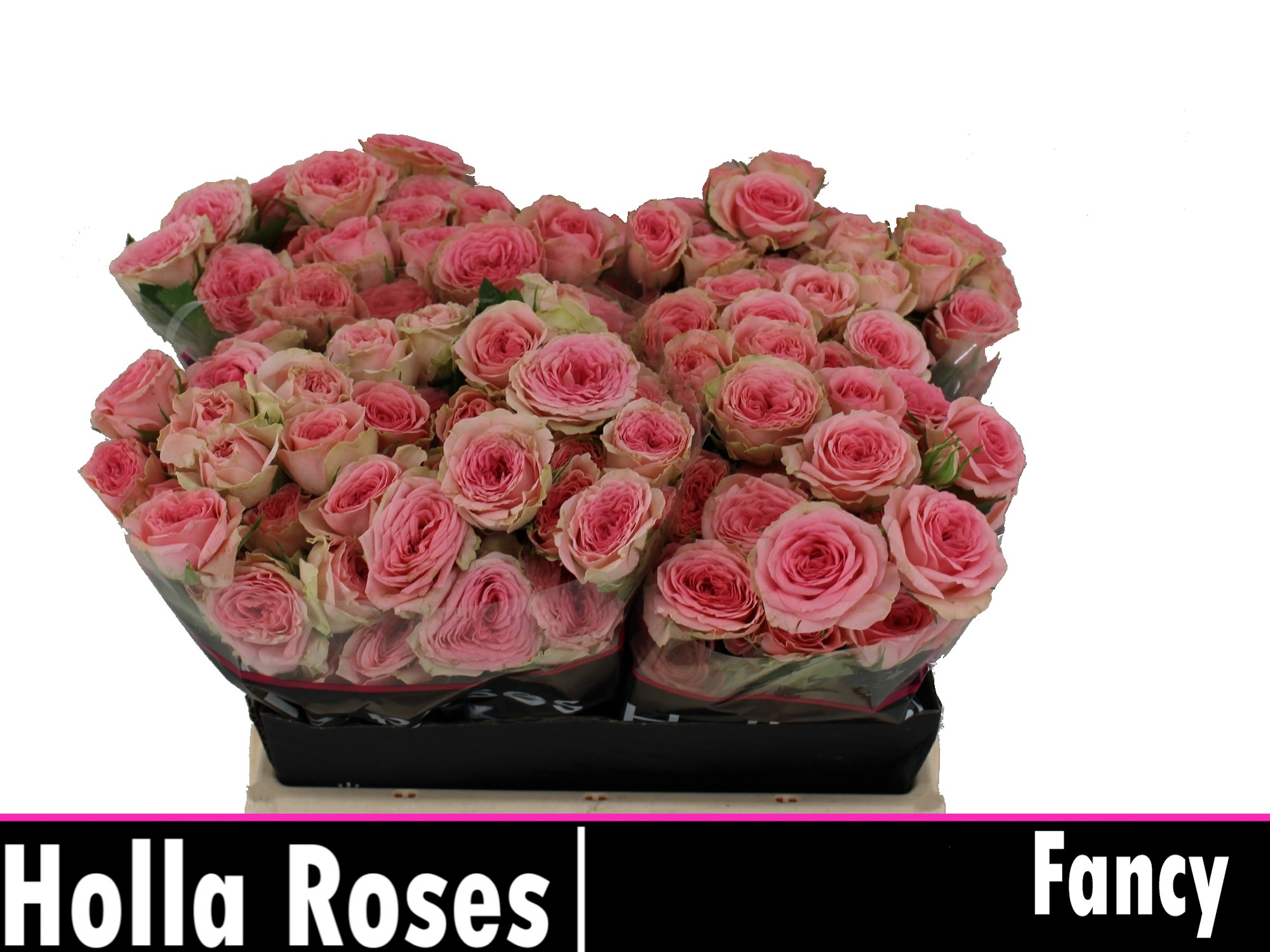 Rosa Spr Fancy 40cm