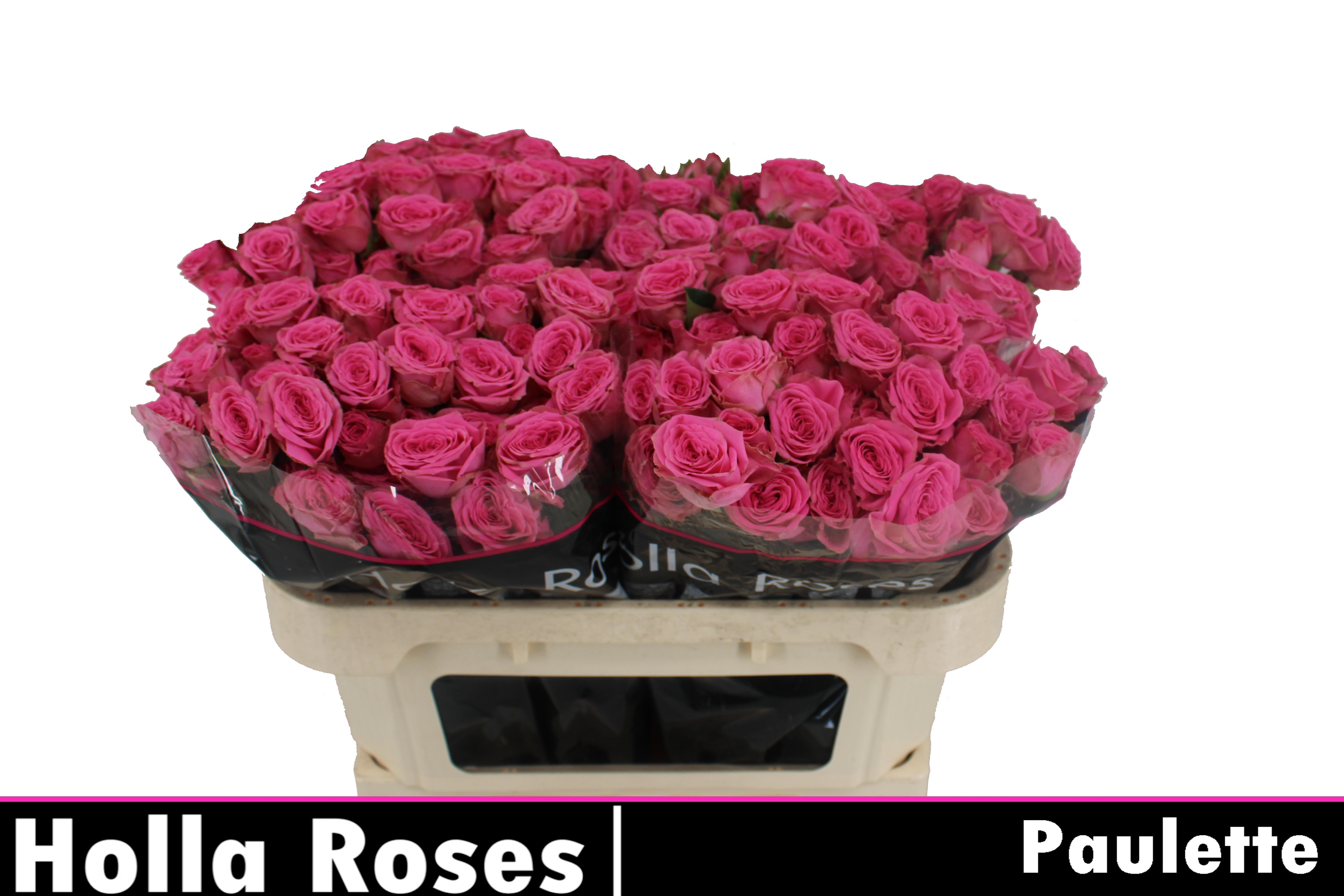 Rosa Spr Paulette! 70cm