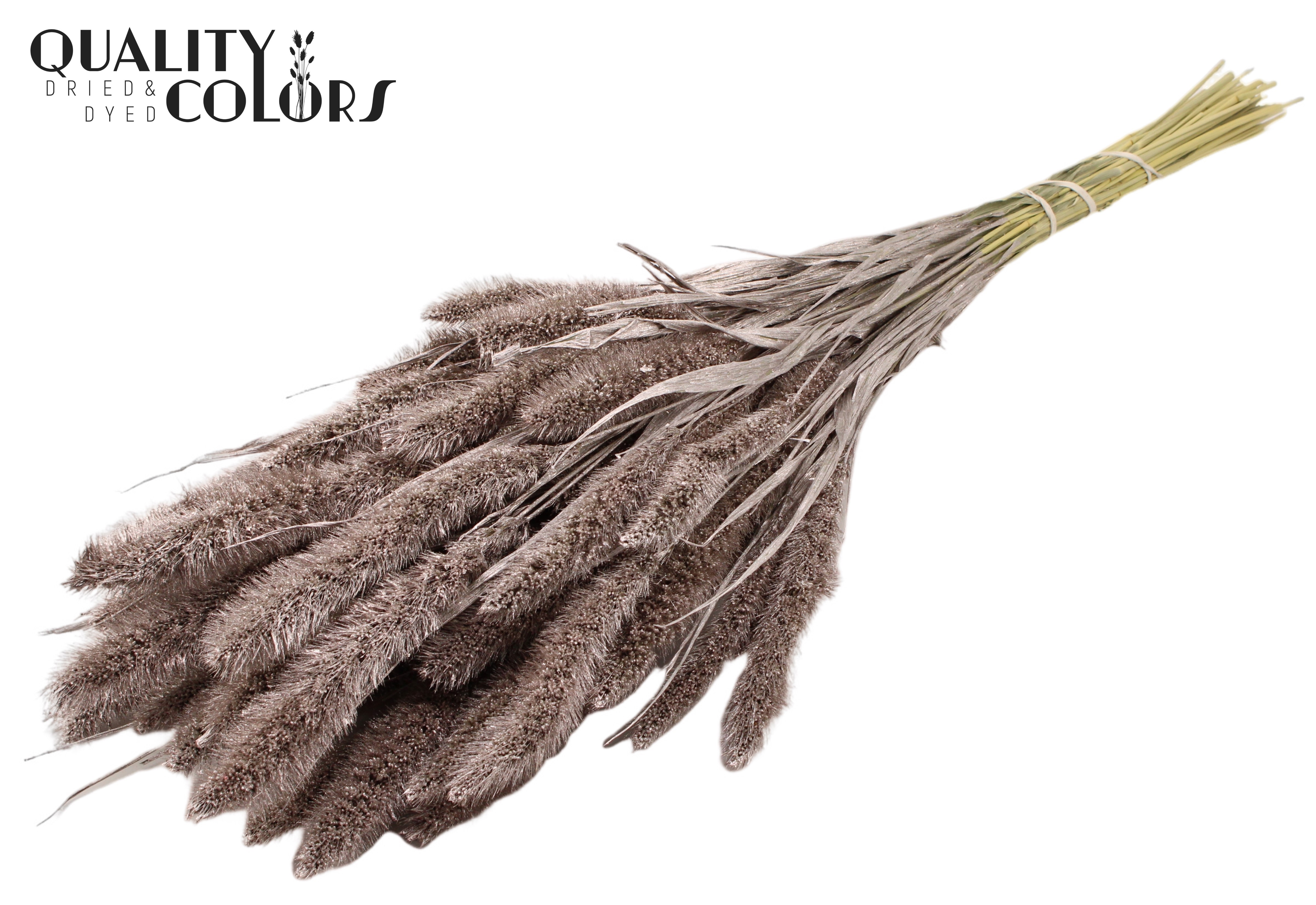 Setaria Champagne Per Bunch 70cm