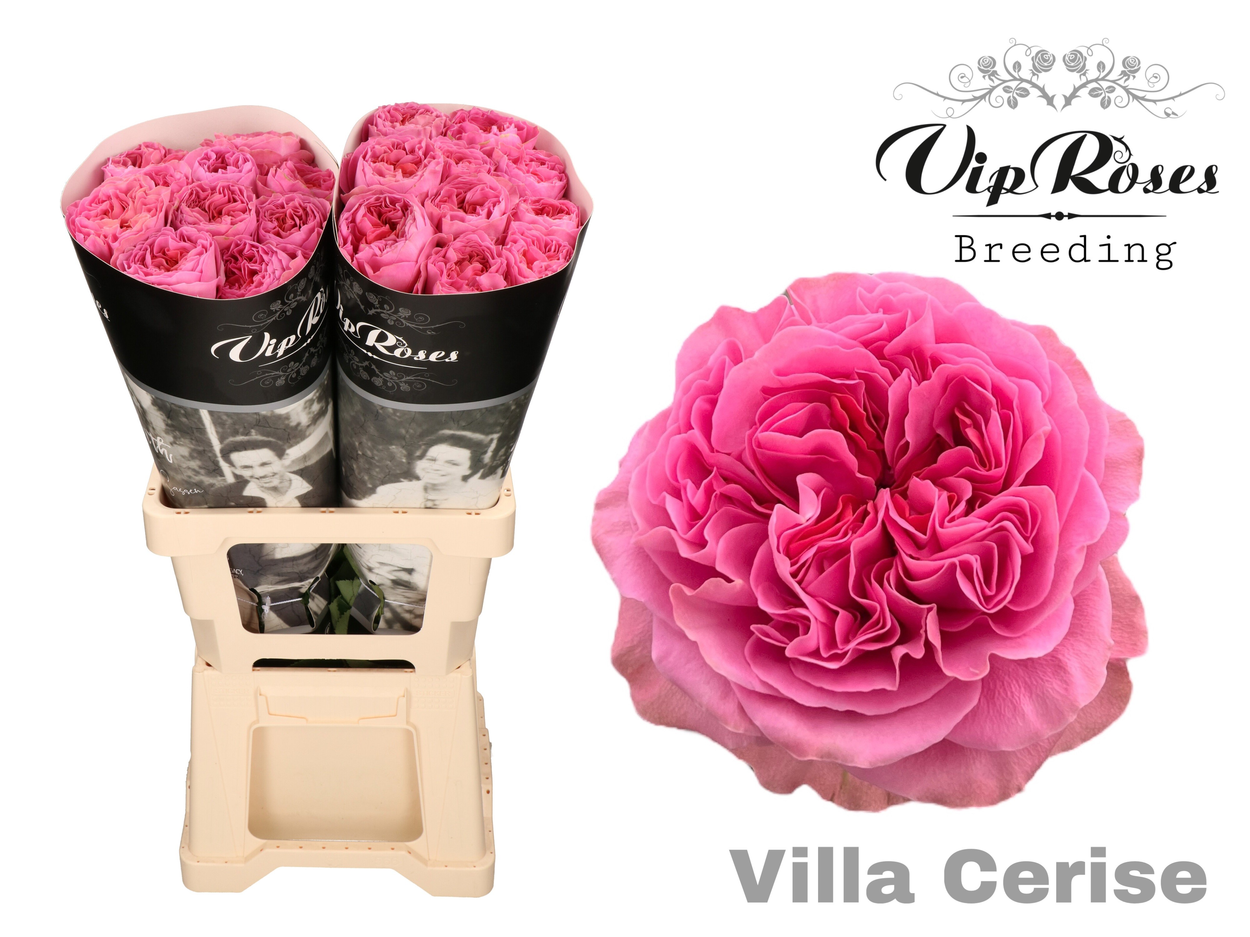 R Gr Villa Cerise 60 cm