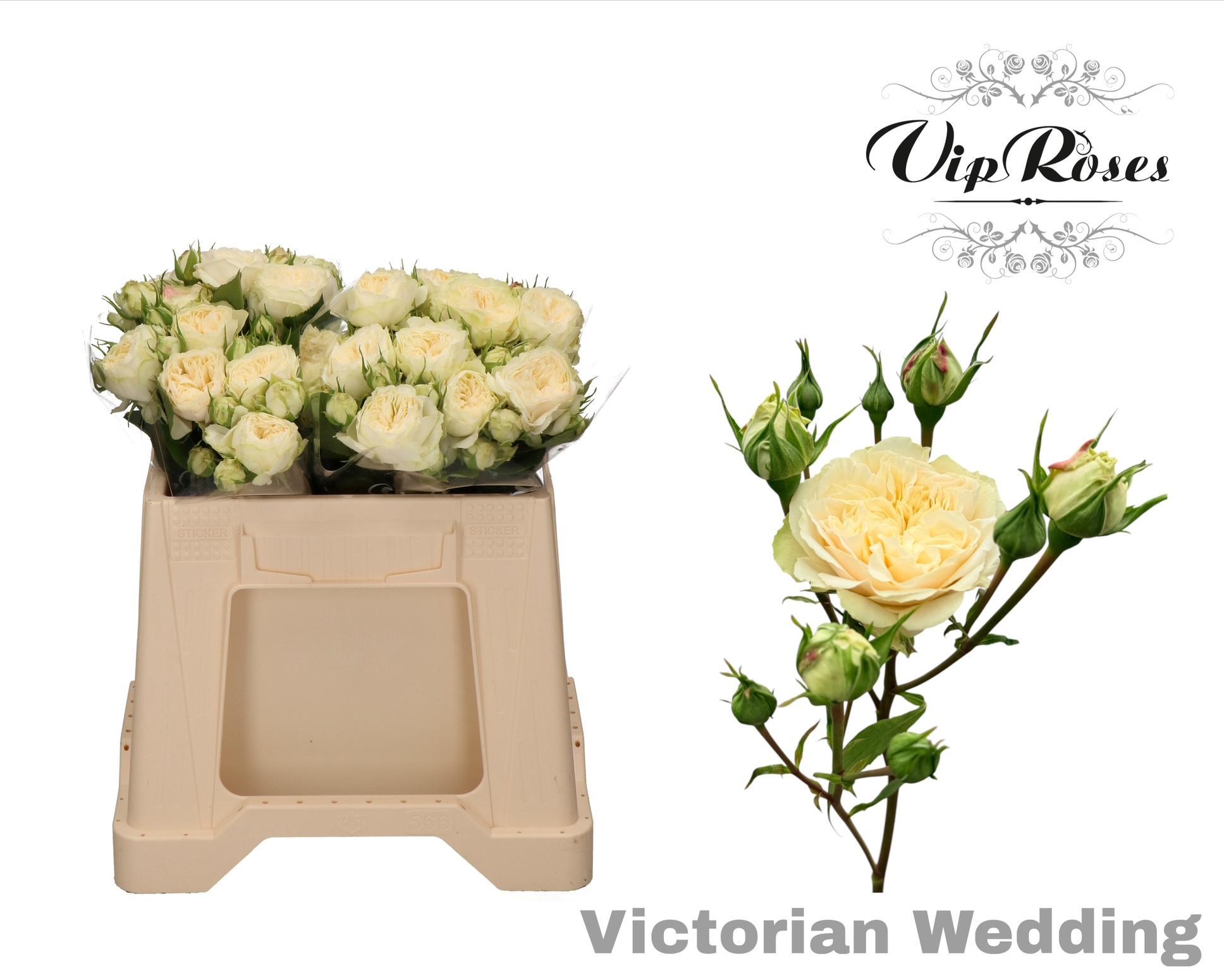 R Tr Victor Wedding+ 40 cm